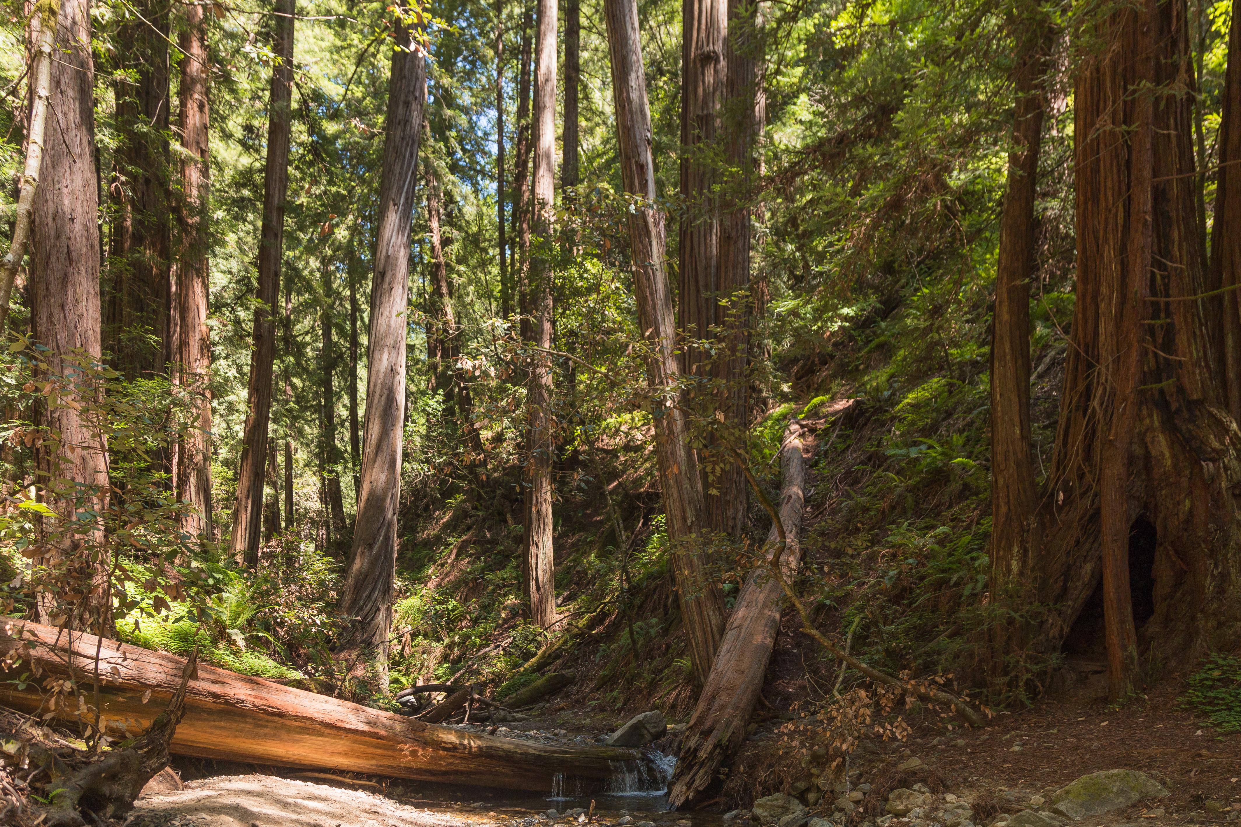 Muir woods, California [OC] [4256x2837] r/EarthPorn