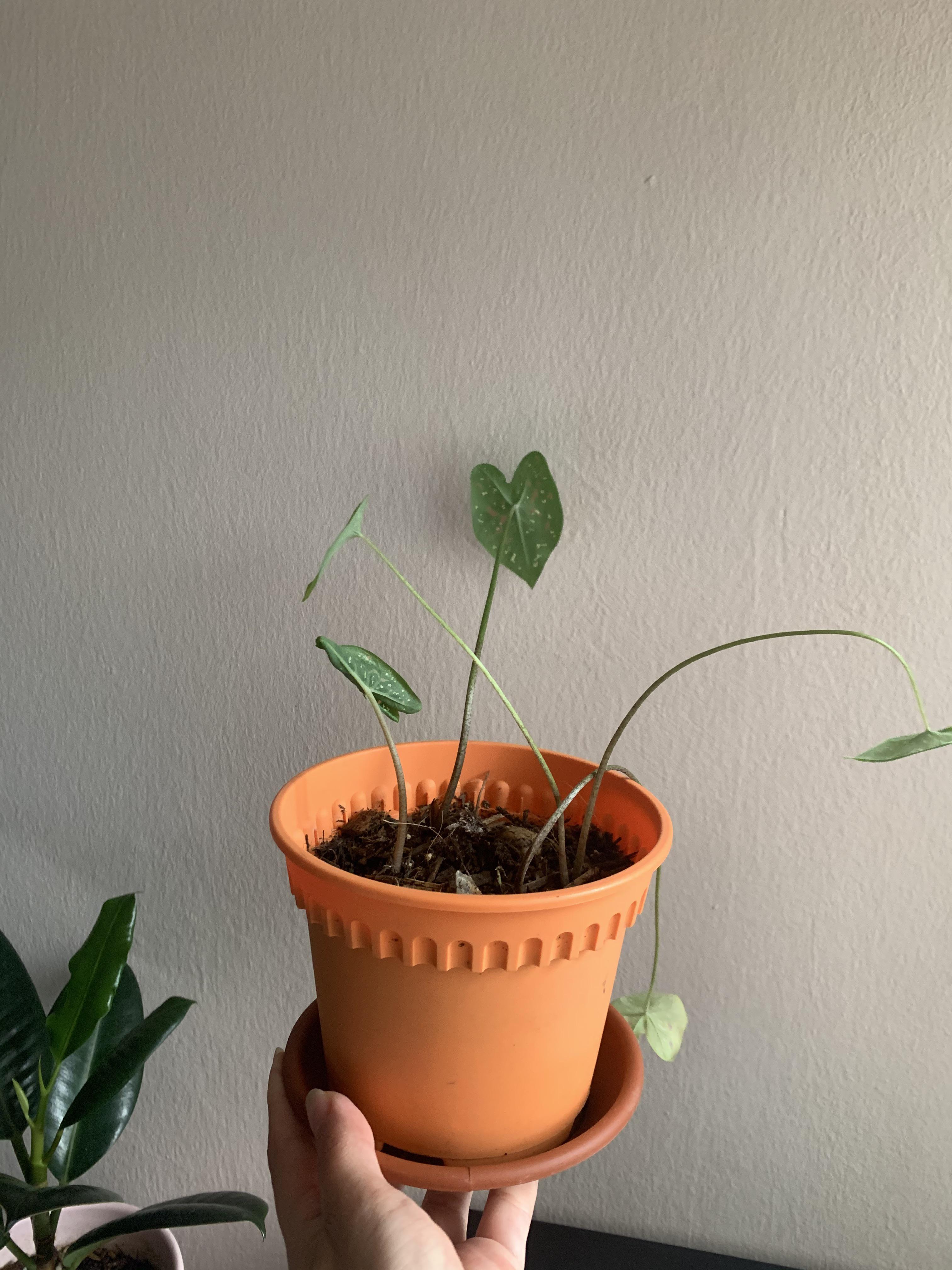 Why has my caladium gotten so sparse, and one leaf drooping like that
