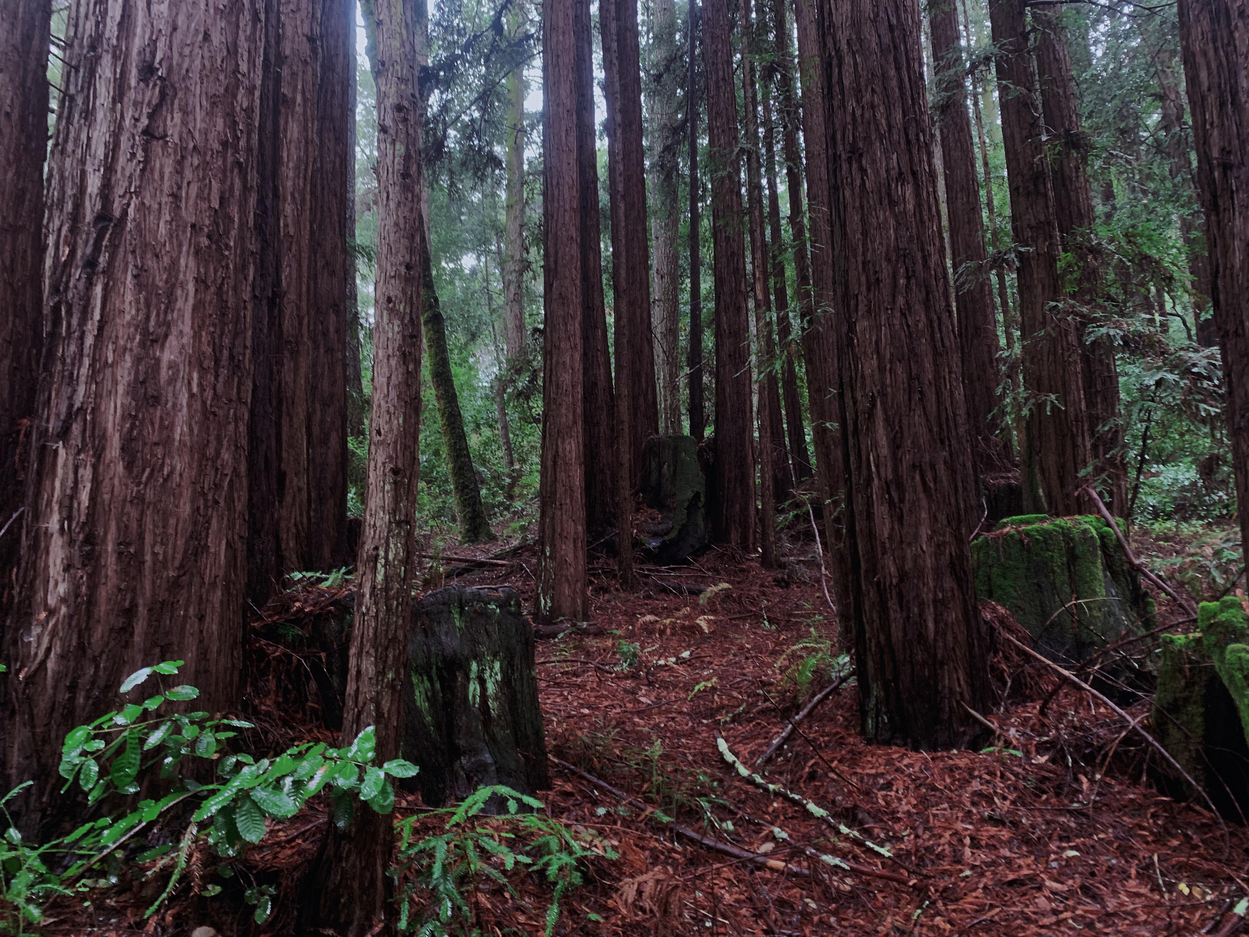 Henry Cowell State Park, Felton, California Forest