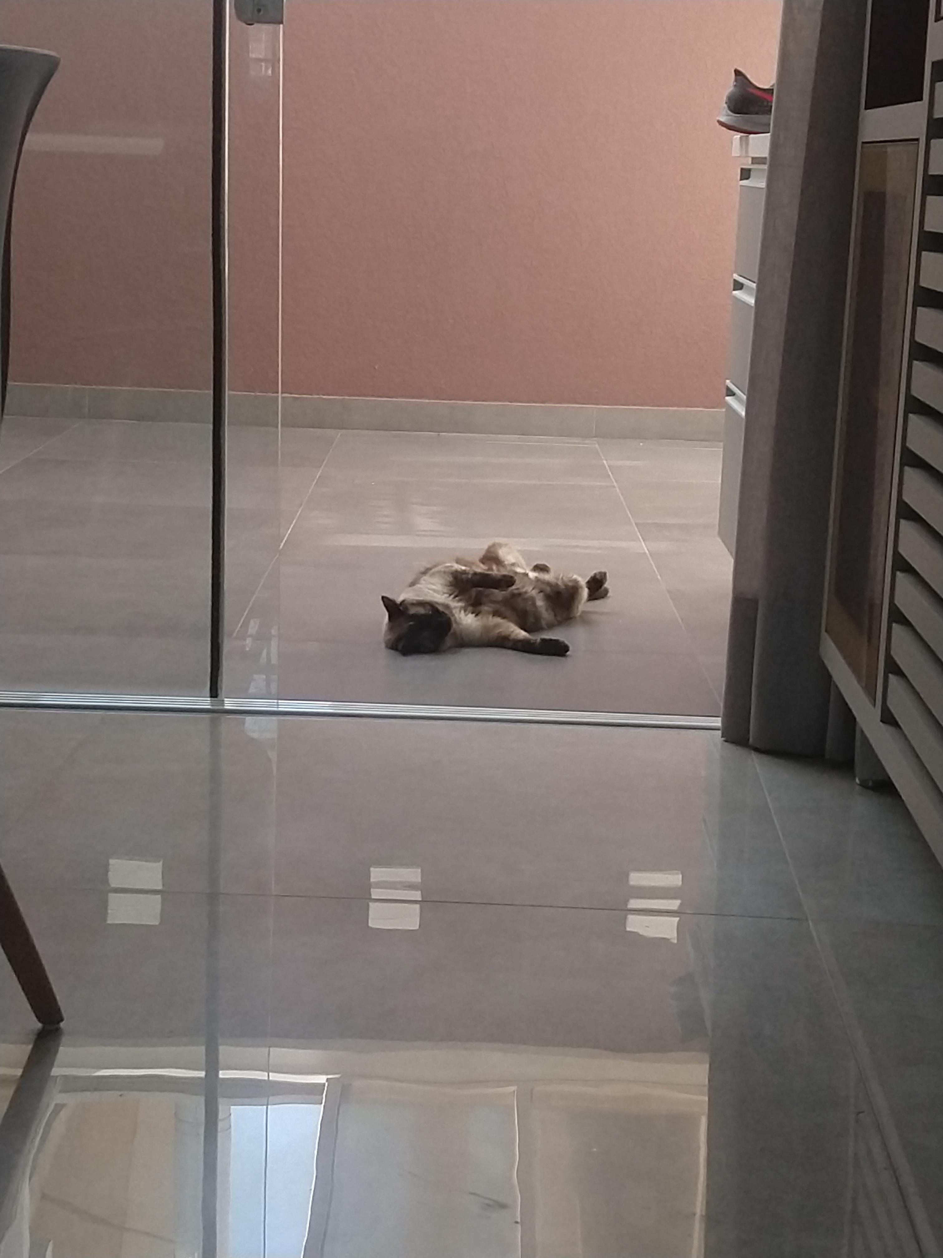 Should I get another cat? More in comments r/cats