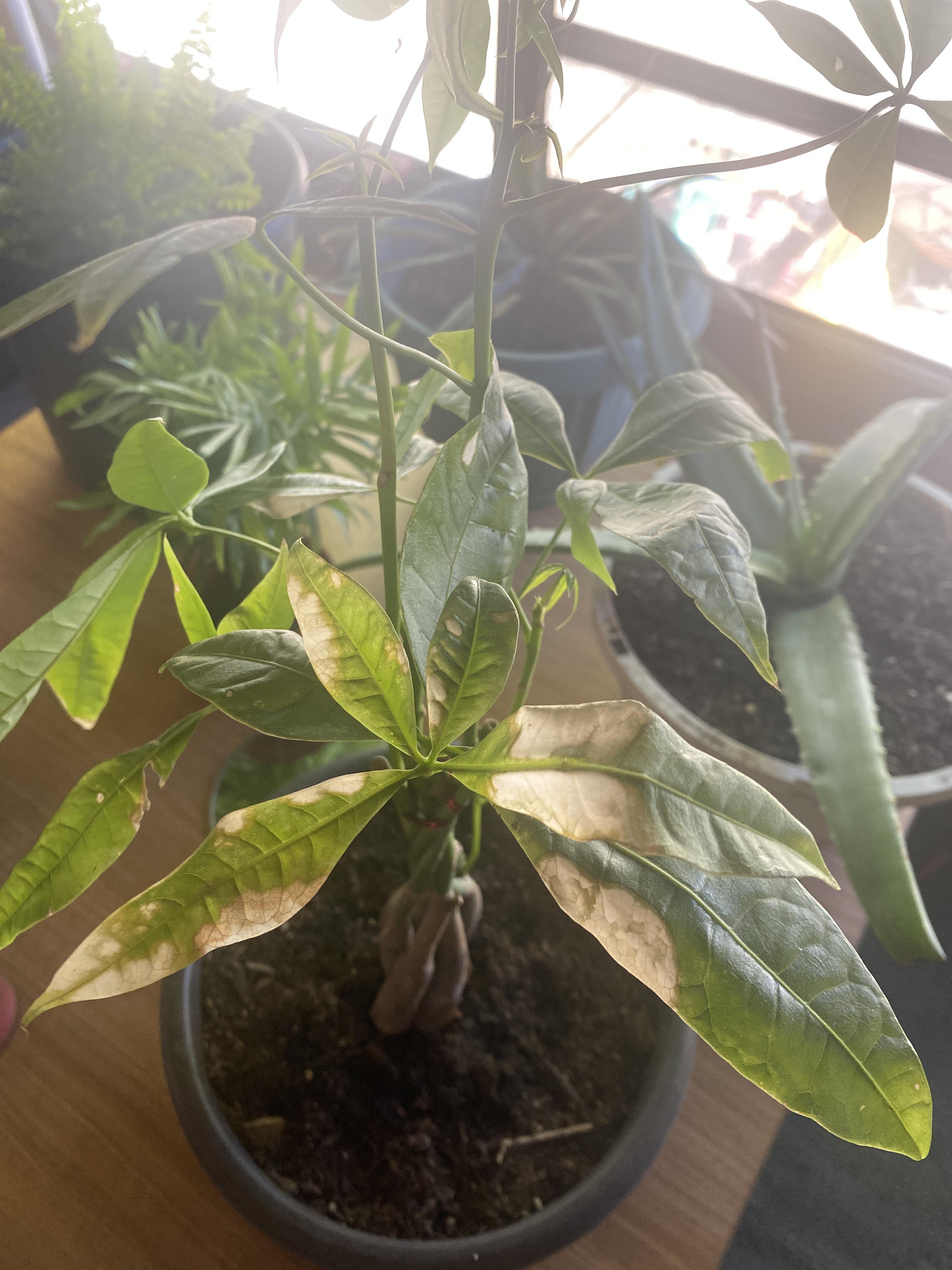 I am pretty sure it is from being in direct sunlight too long when I