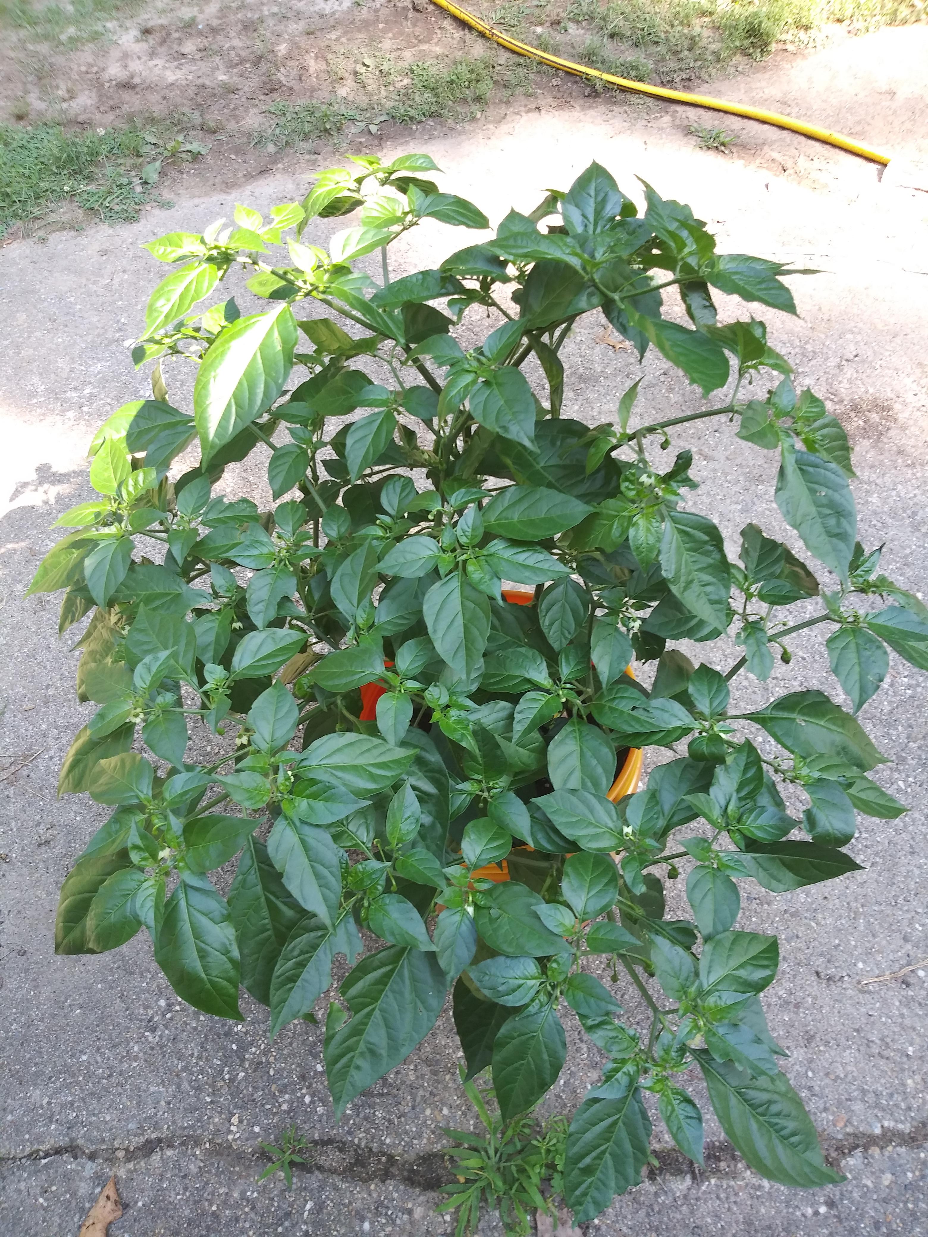 My Habanero plant is growing nicely this summer. r/HotPeppers