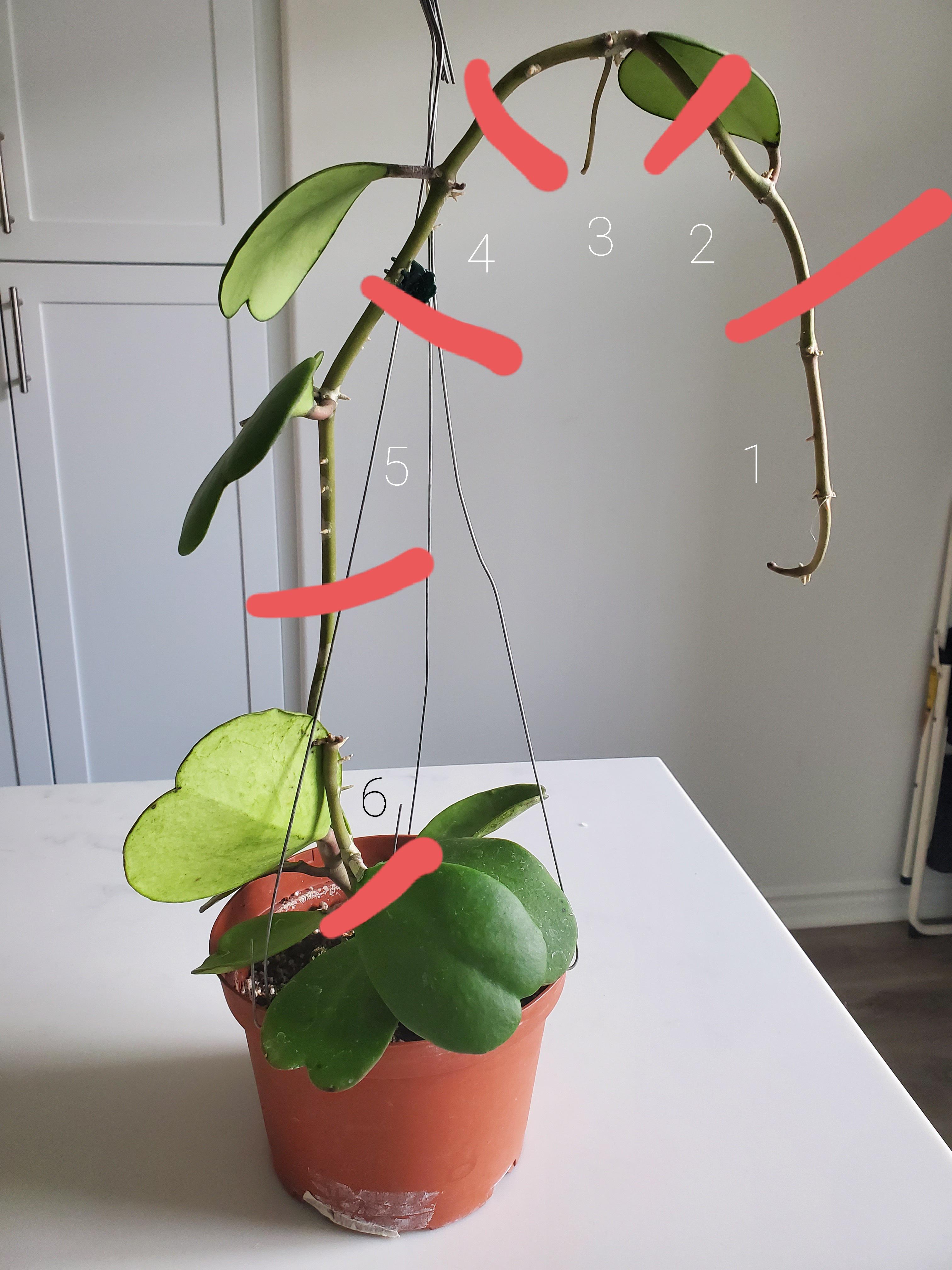 Will my Hoya Kerrii root if I cut at these locations? r/hoyas