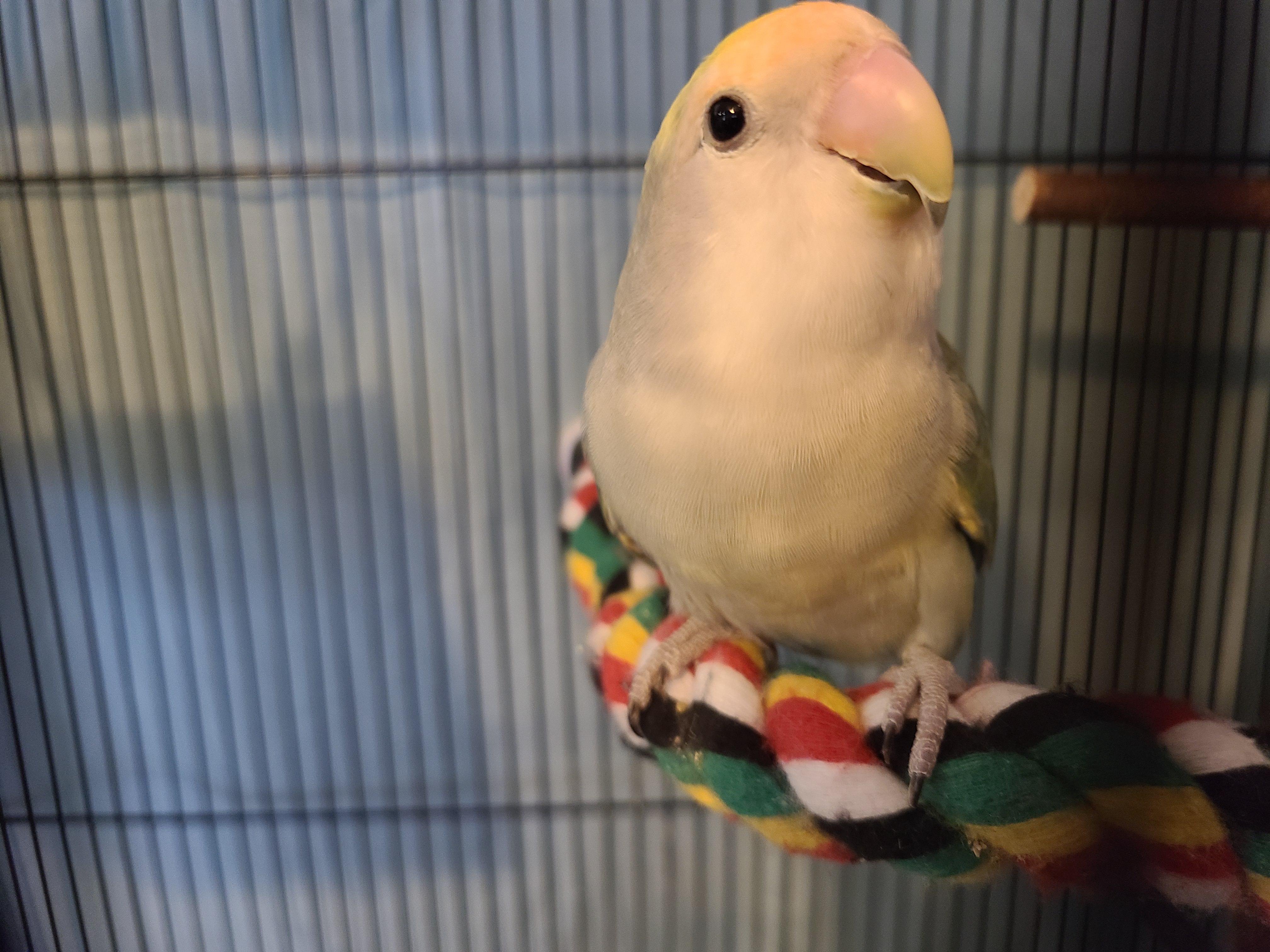 Never thought about adopting a lovebird but the stars align in funny