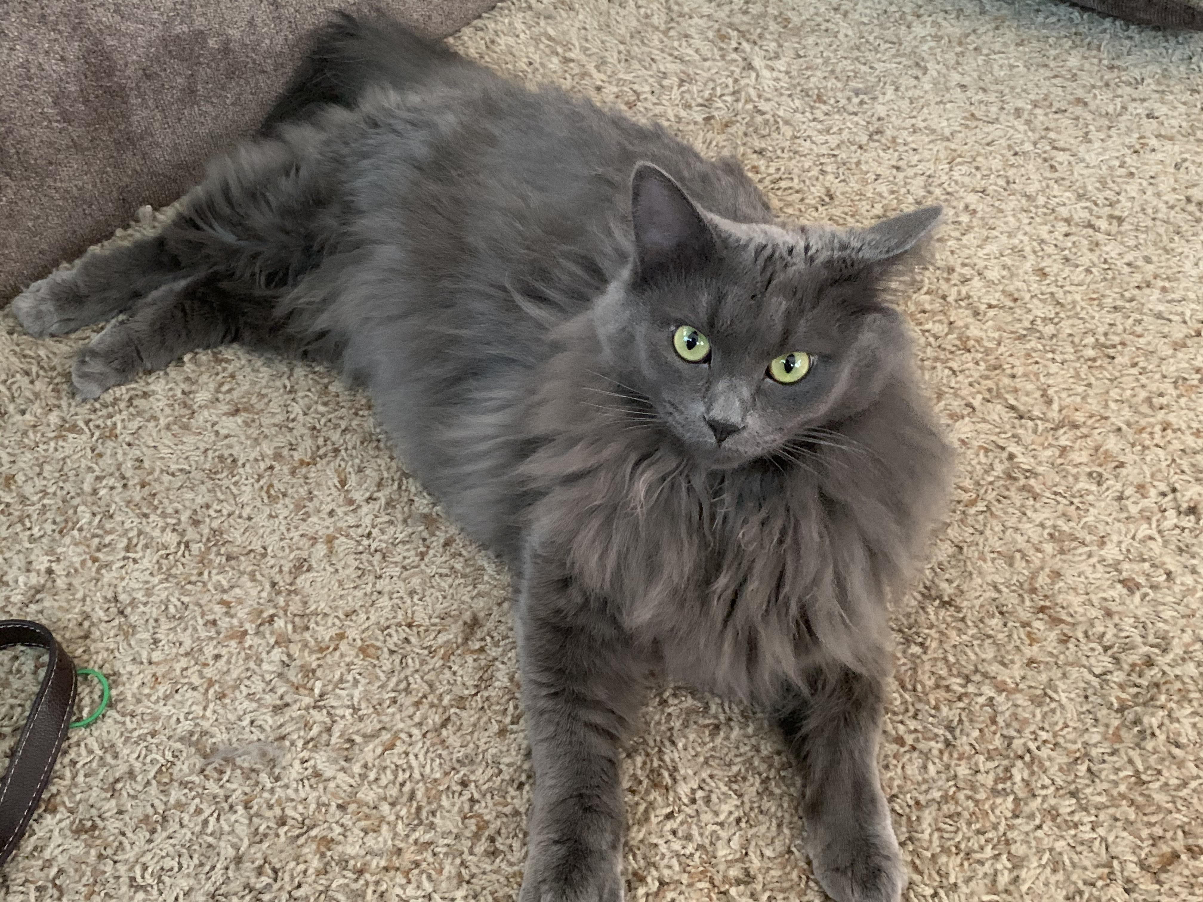 New to Reddit, wondering if my cat is a Nebelung. r/nebelung