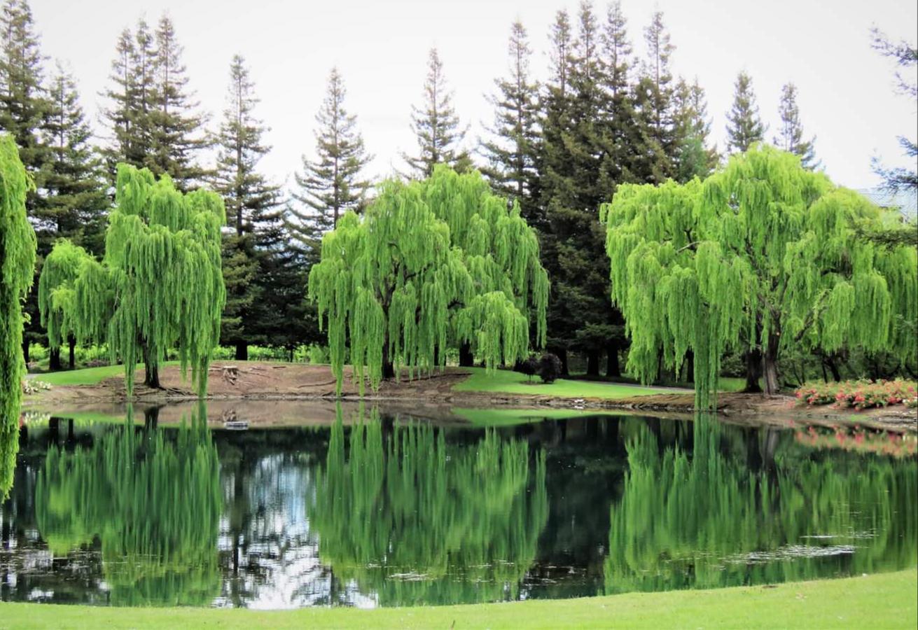Willows in Windsor. r/sonomacounty