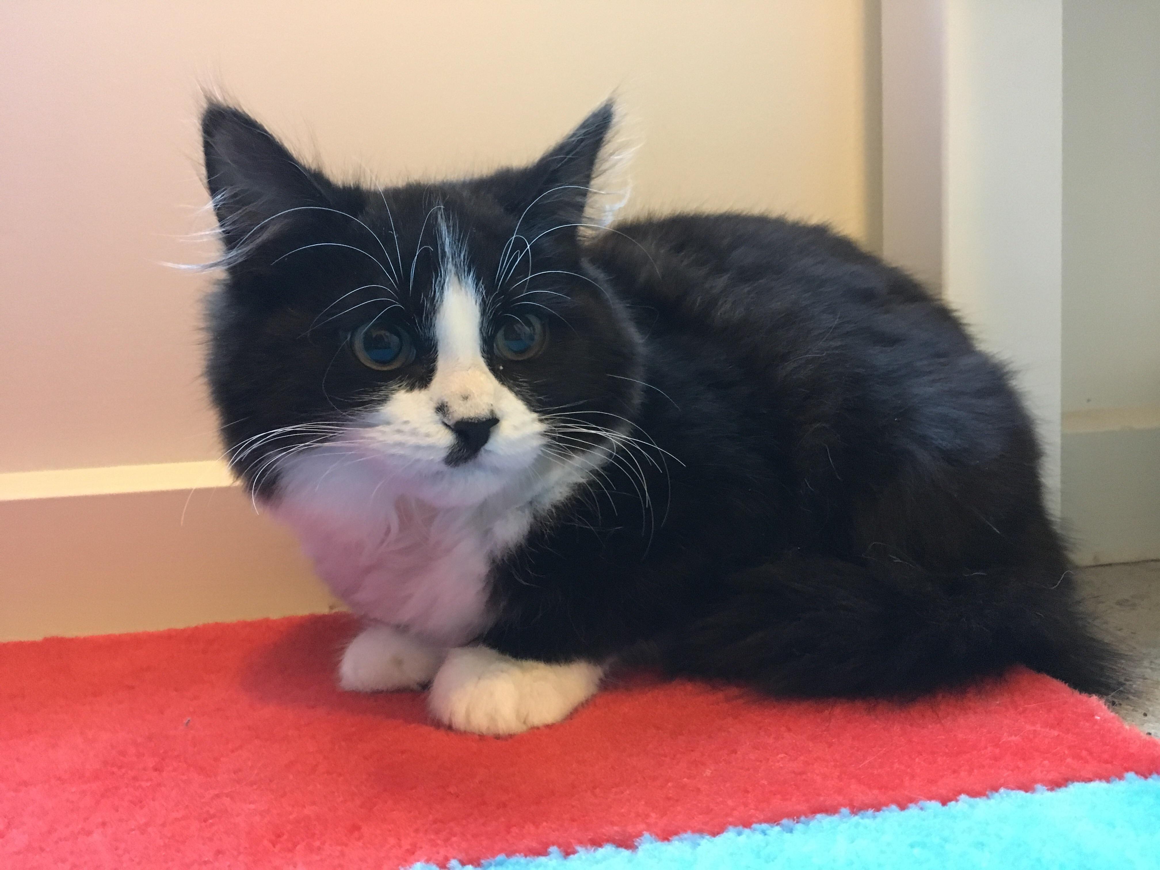 Meet Edward (Teddy) the tiny fluff ball r/cats