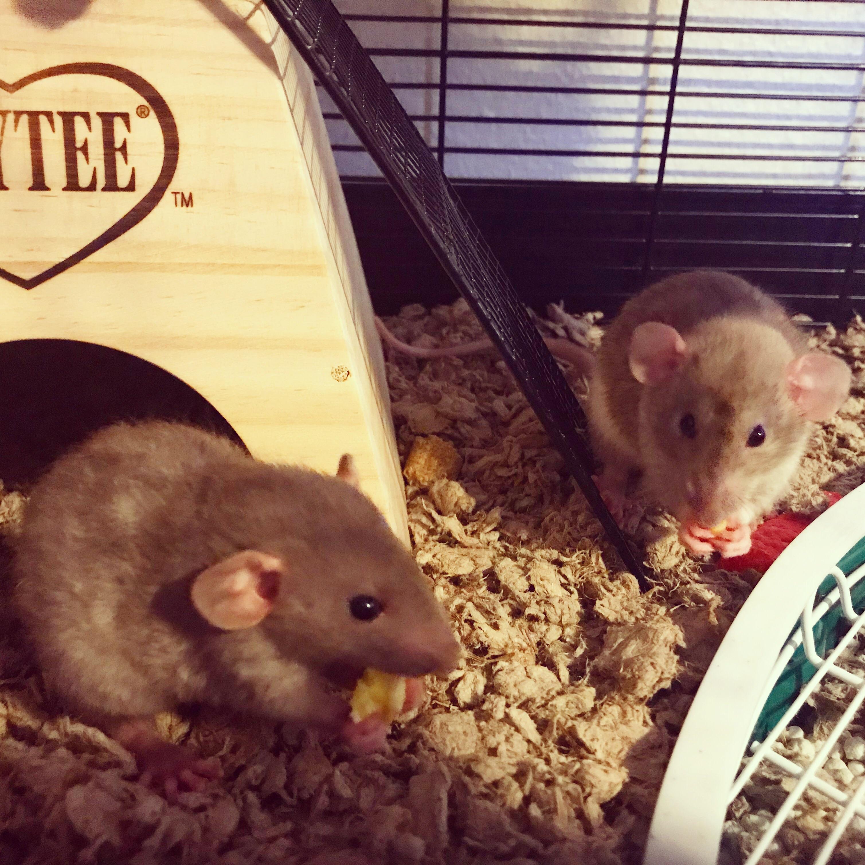 Scrambled eggs, anyone? 🐭🍳 r/RATS