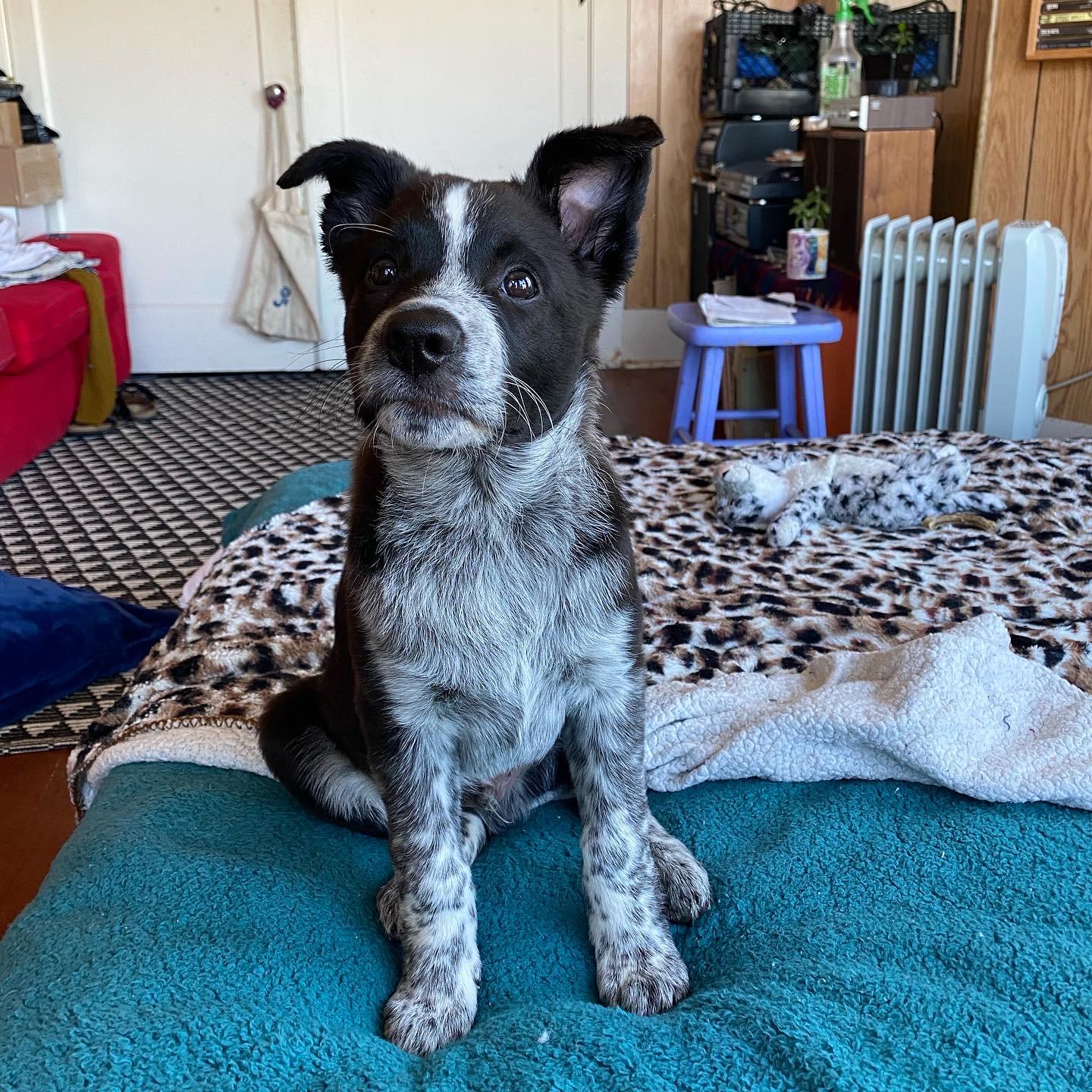 How much did your Texas heeler weight 4 months? Goat is just under 20