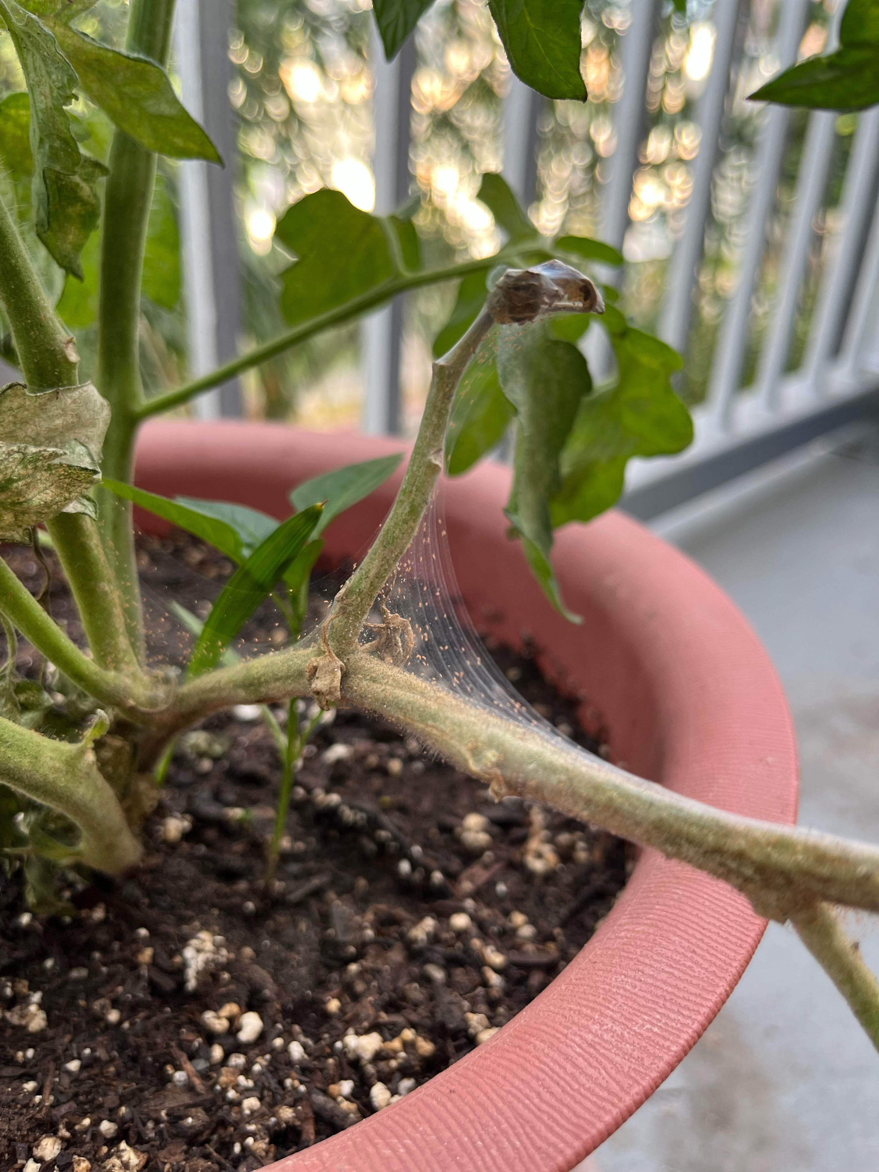 Anyone know what this is? Plaguing my young tomato plants r/gardening