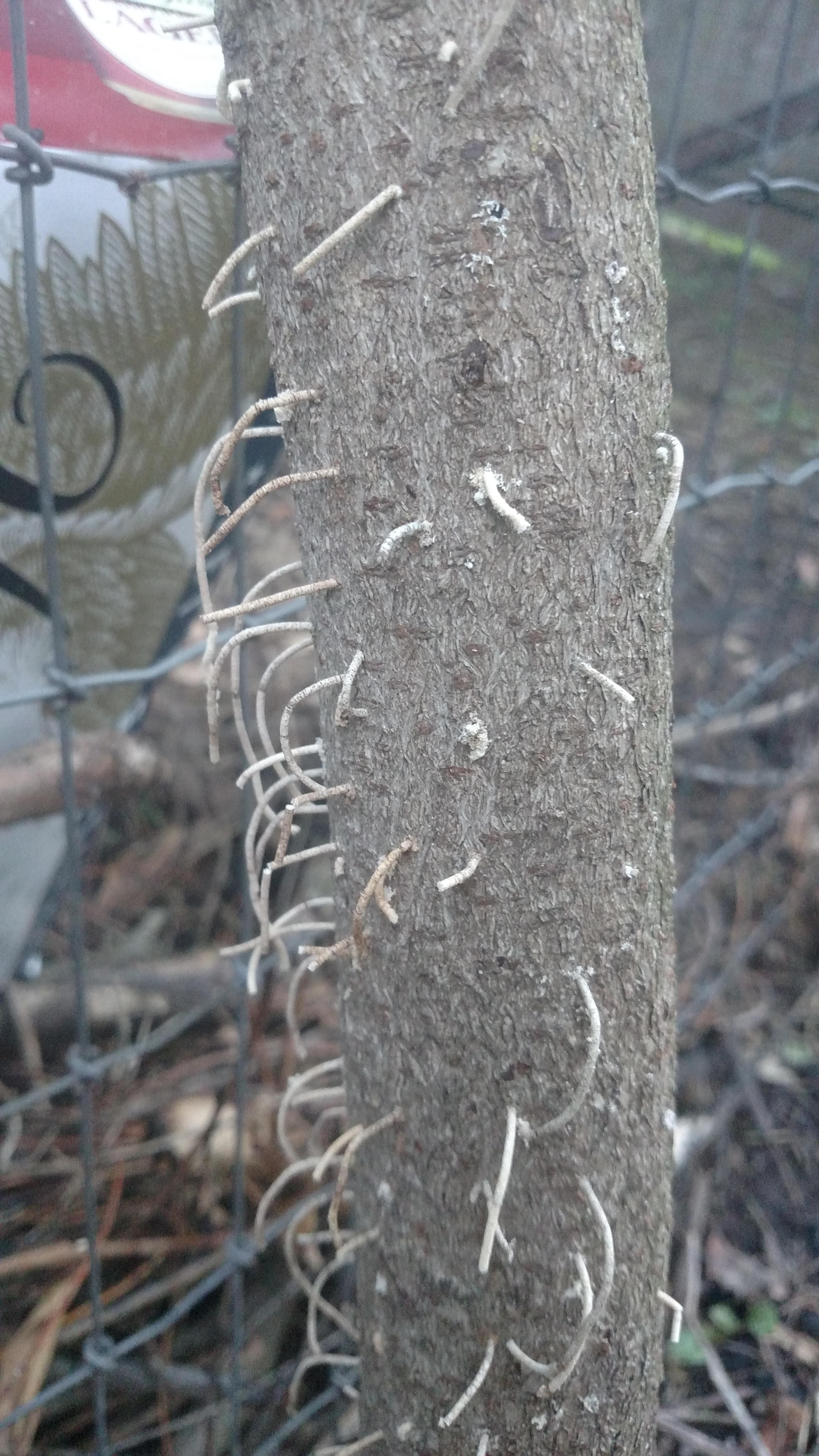 Hairlike protrusions on a supposed (dying) sumac? r/mycology