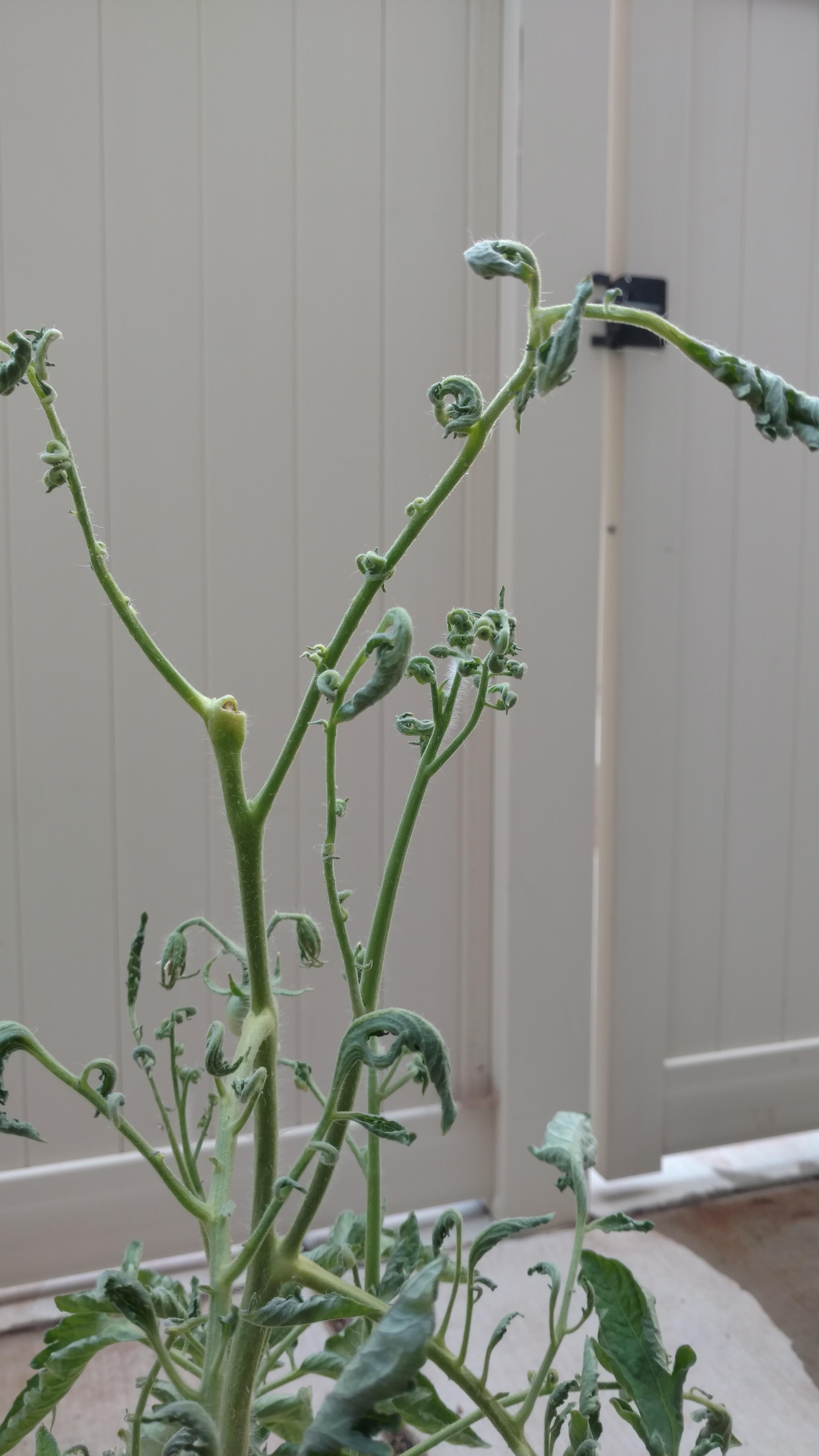 Can anyone tell me why my tomato plant is doing this? It's the only one