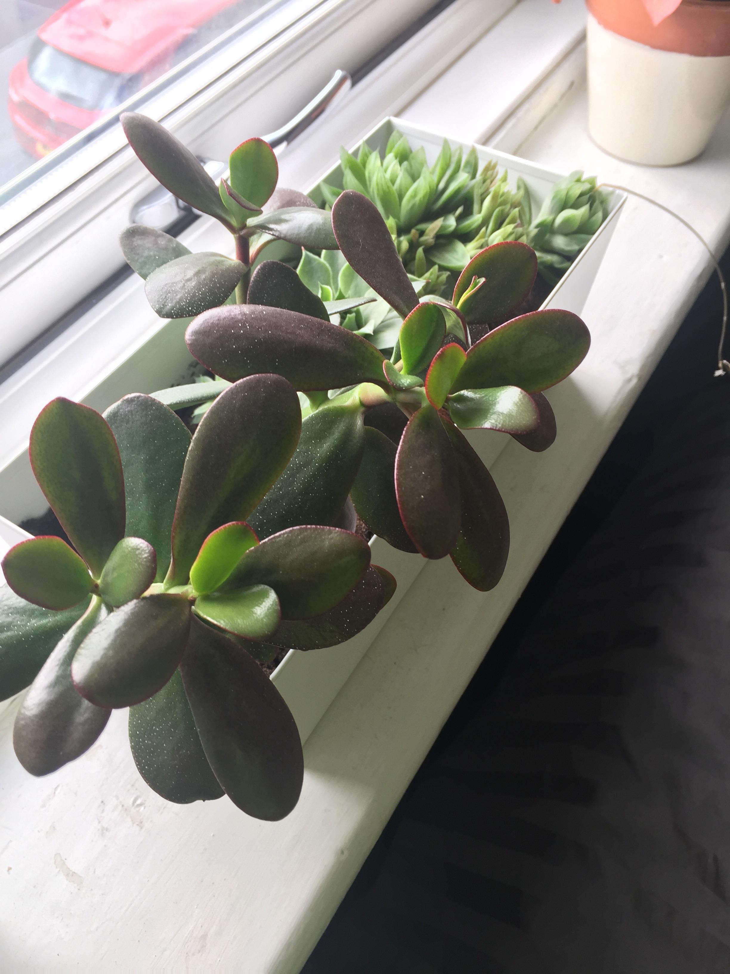 My jade’s leaves seem to be turning purple, is this normal? r/succulents