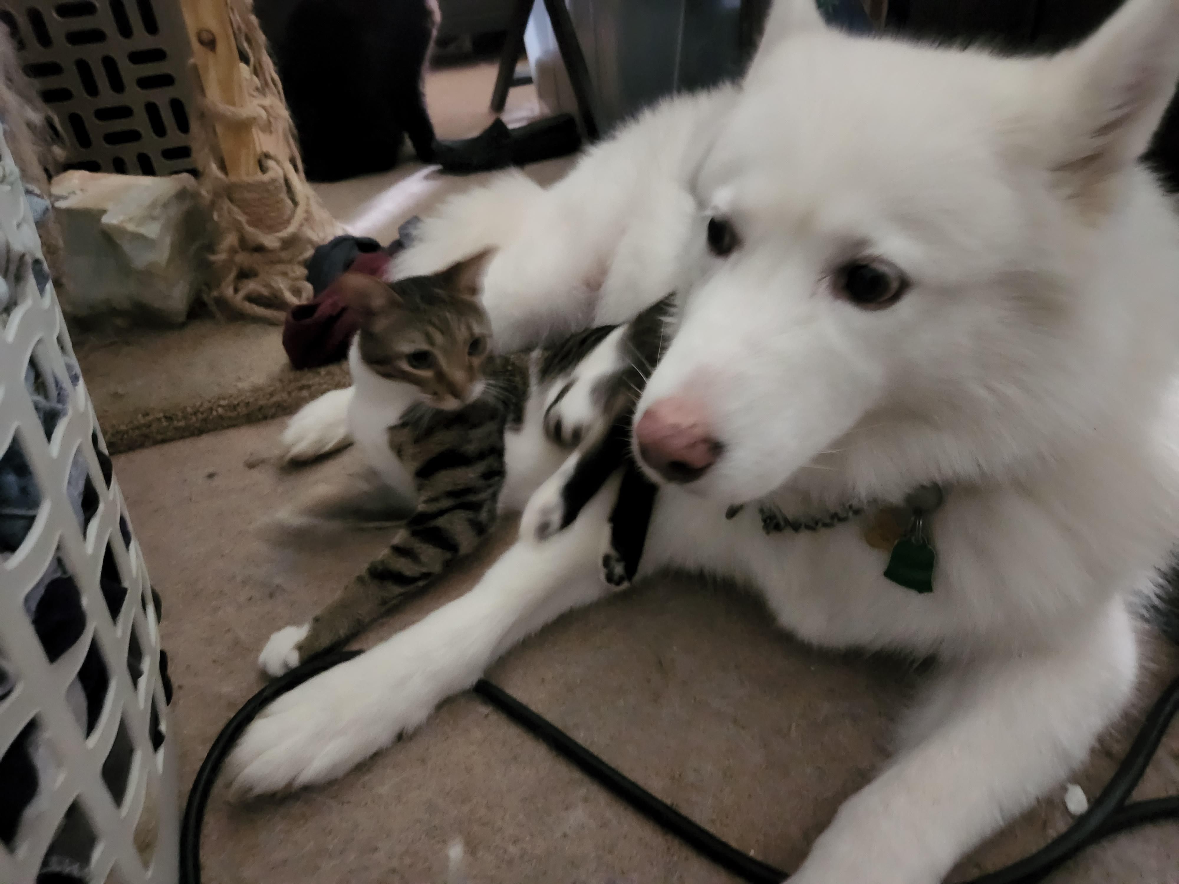 She doesn't know how to handle kittens r/CatsWithDogs