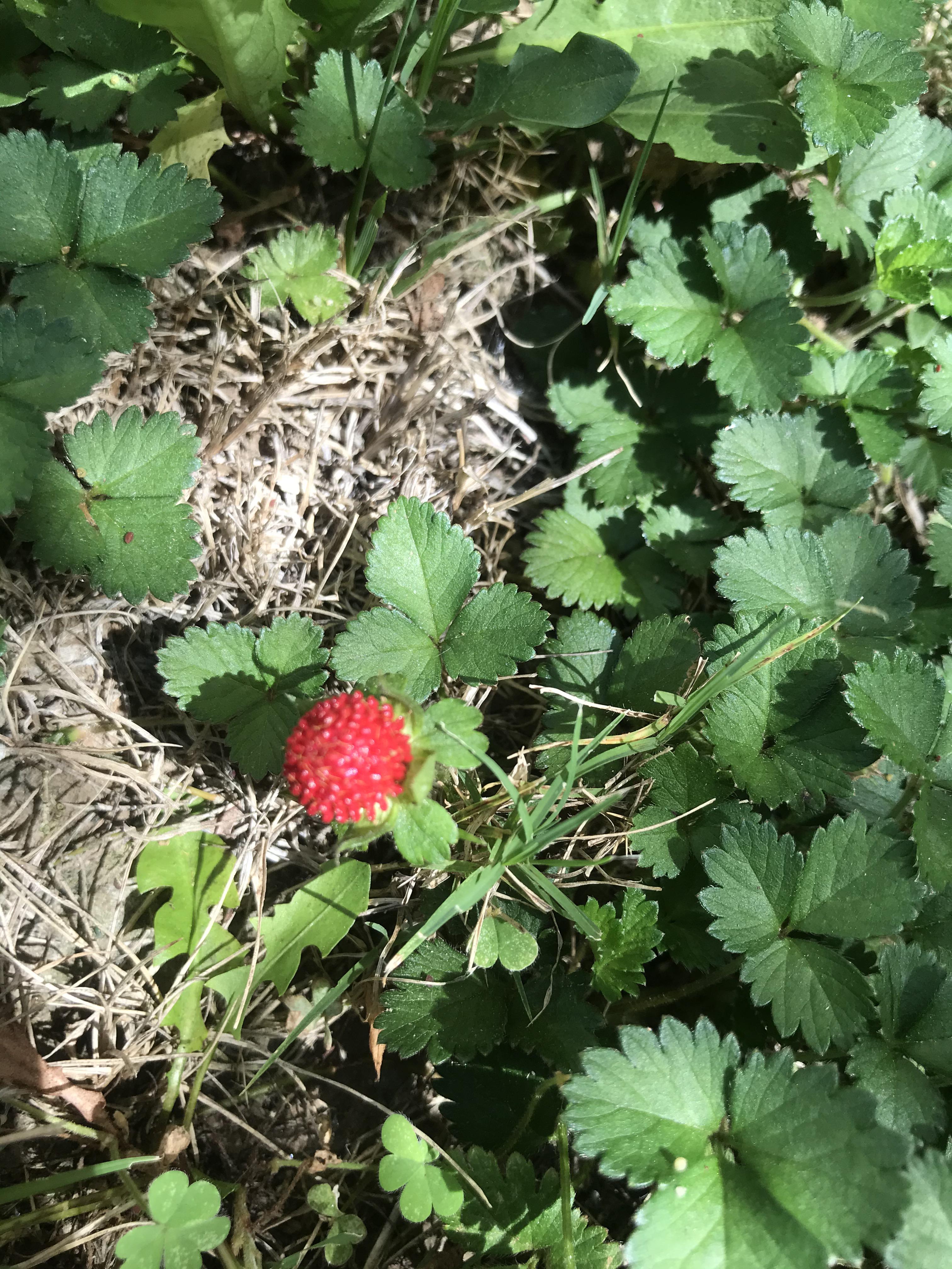 Little berries in the front yard, zone 10a SoCal. r/whatsthisplant