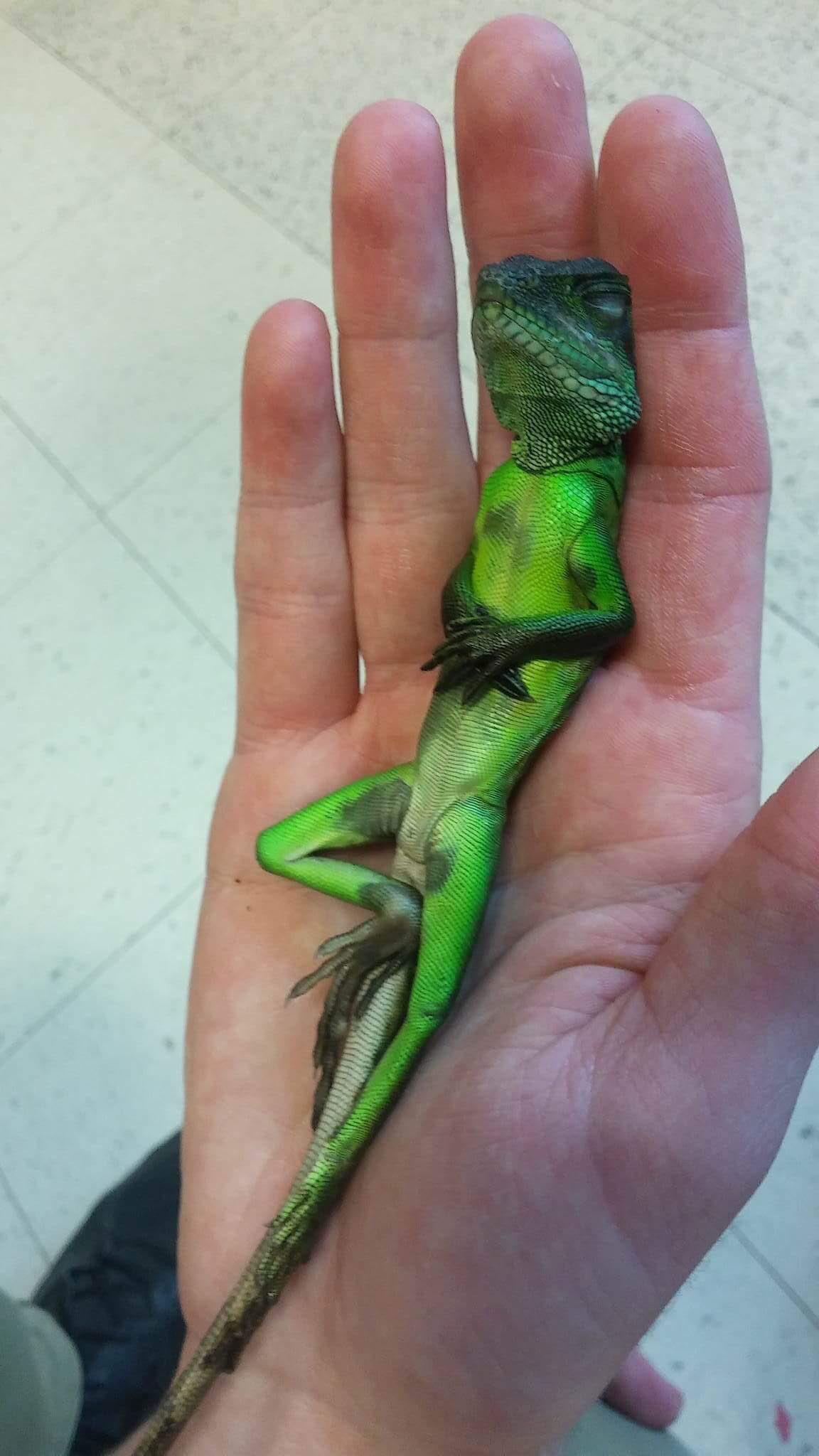PsBattle Relaxing lizard In Palm