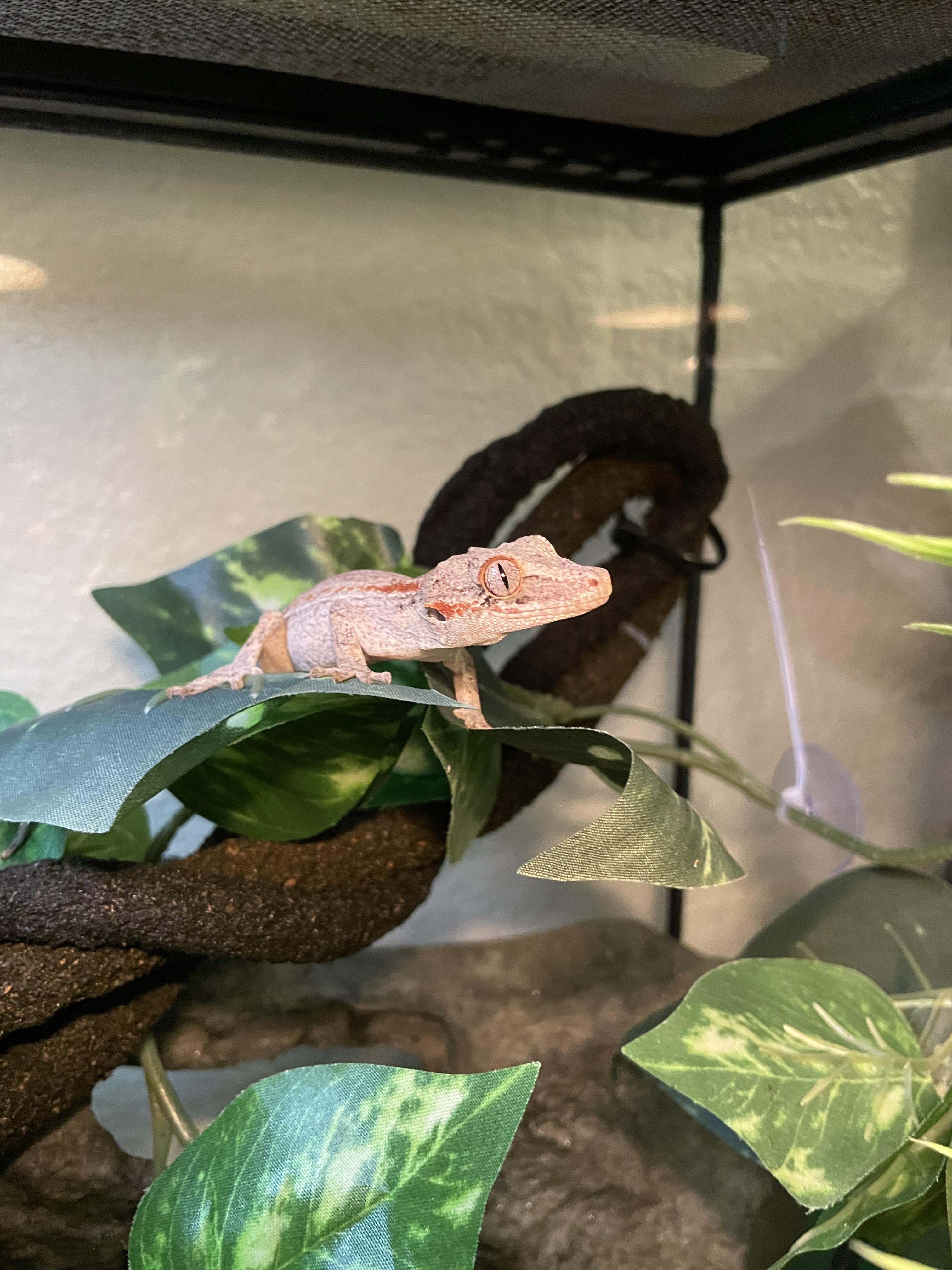 My gargoyle gecko, Rex, doesn’t seem to eat the Repashy Crested Gecko