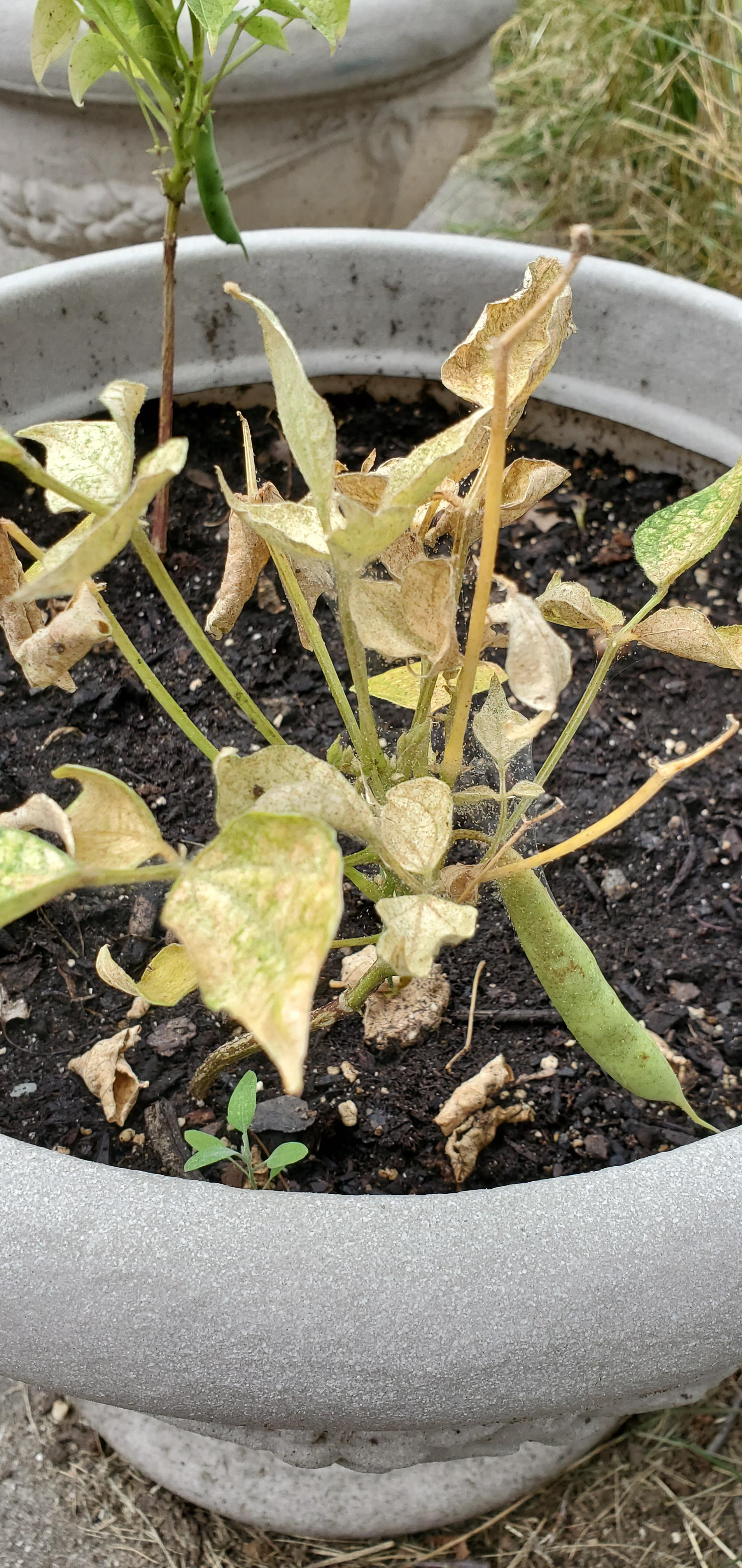 Hello, I've been growing black turtle bean plants and was recently away from them for a week. I