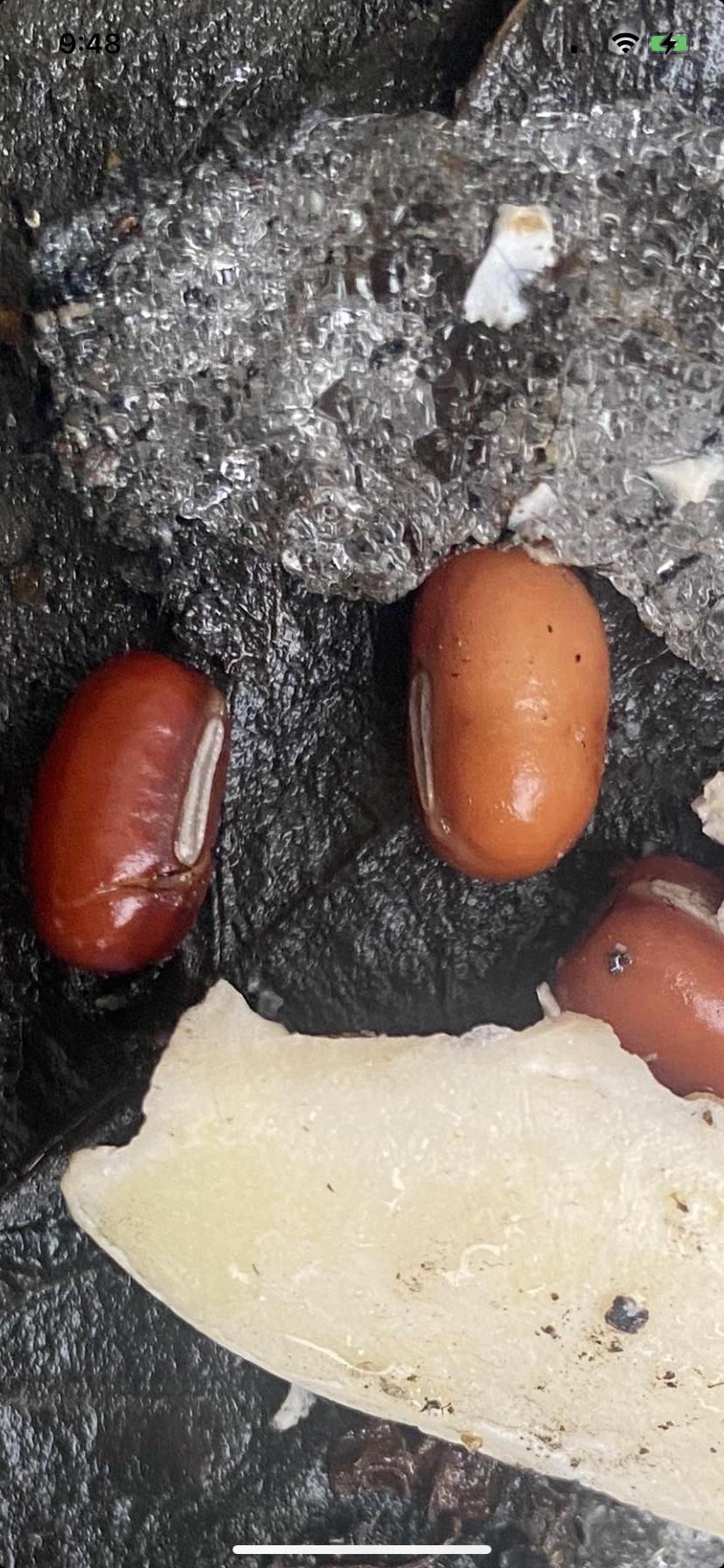 Are these cockroach egg pods, or something else? (Found outdoors) r