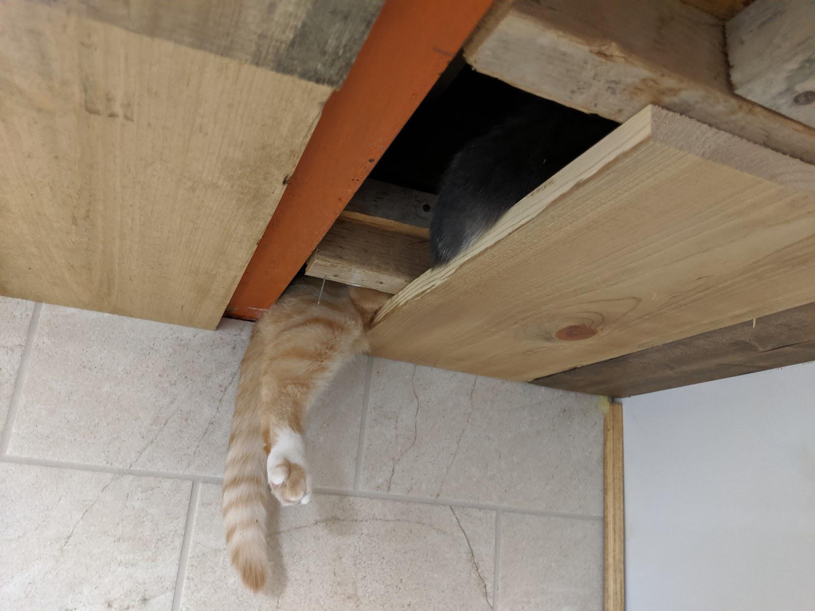 A cat got stuck in the portal in my ceiling r/catdimension