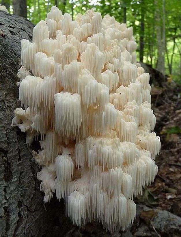 🔥 🍄 Lion’s Mane Mushroom 🍄🔥 r/NatureIsFuckingLit