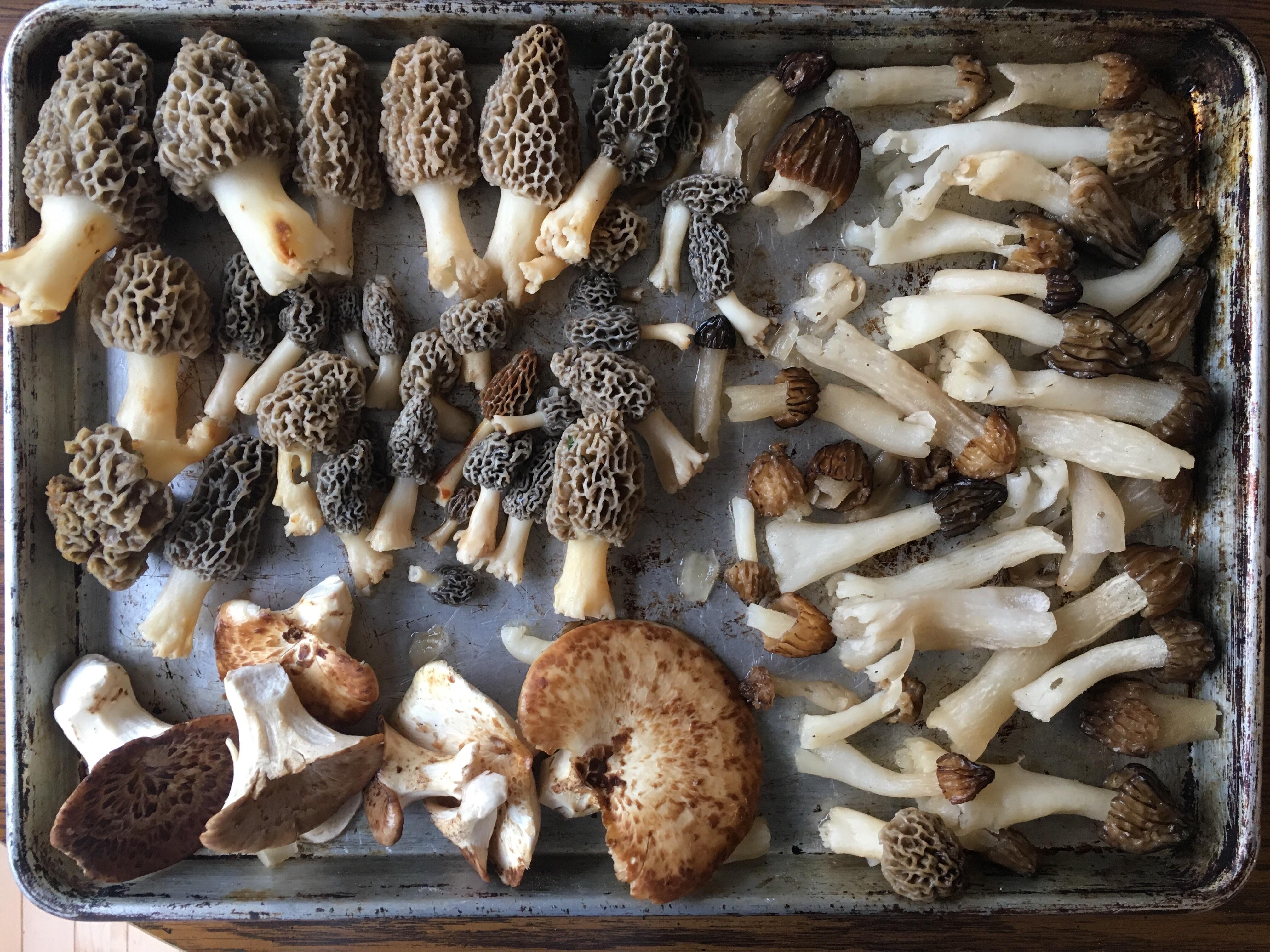 SE Michigan mushroom haul r/mycology