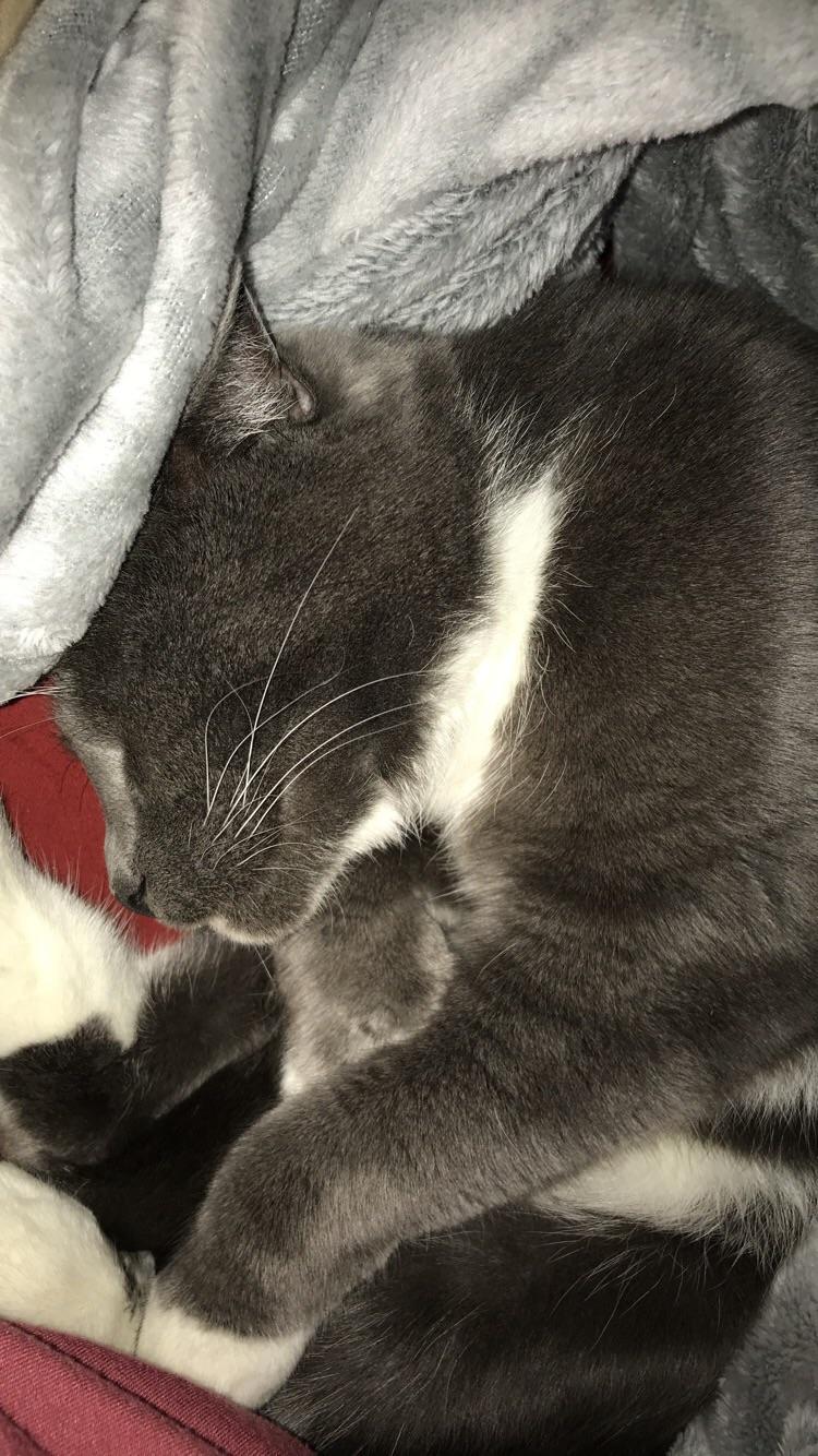 After trial and error with new foods, jazzy is finally able to eat