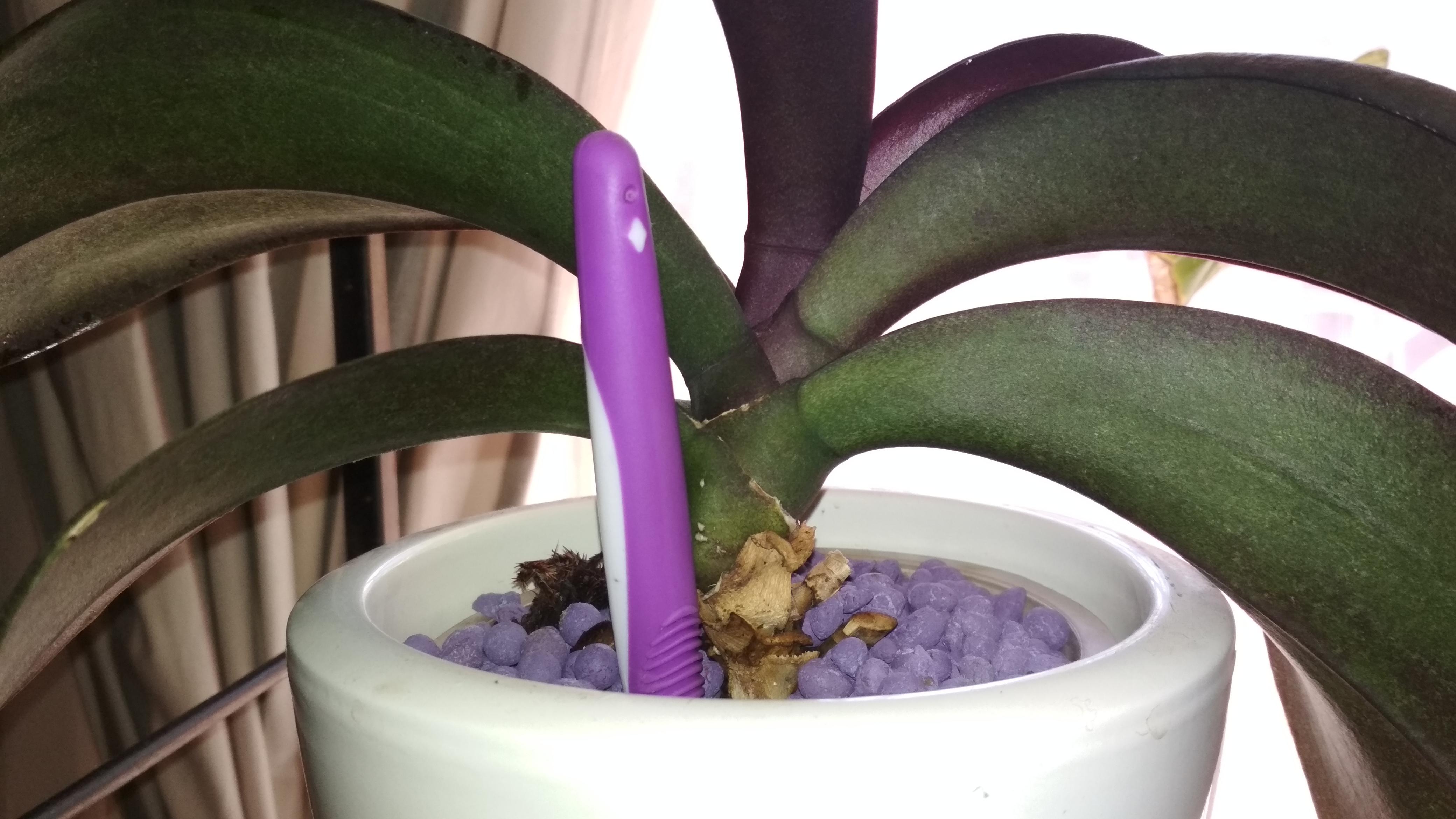 When you can't find a plastic post to prop your leaning orchid up