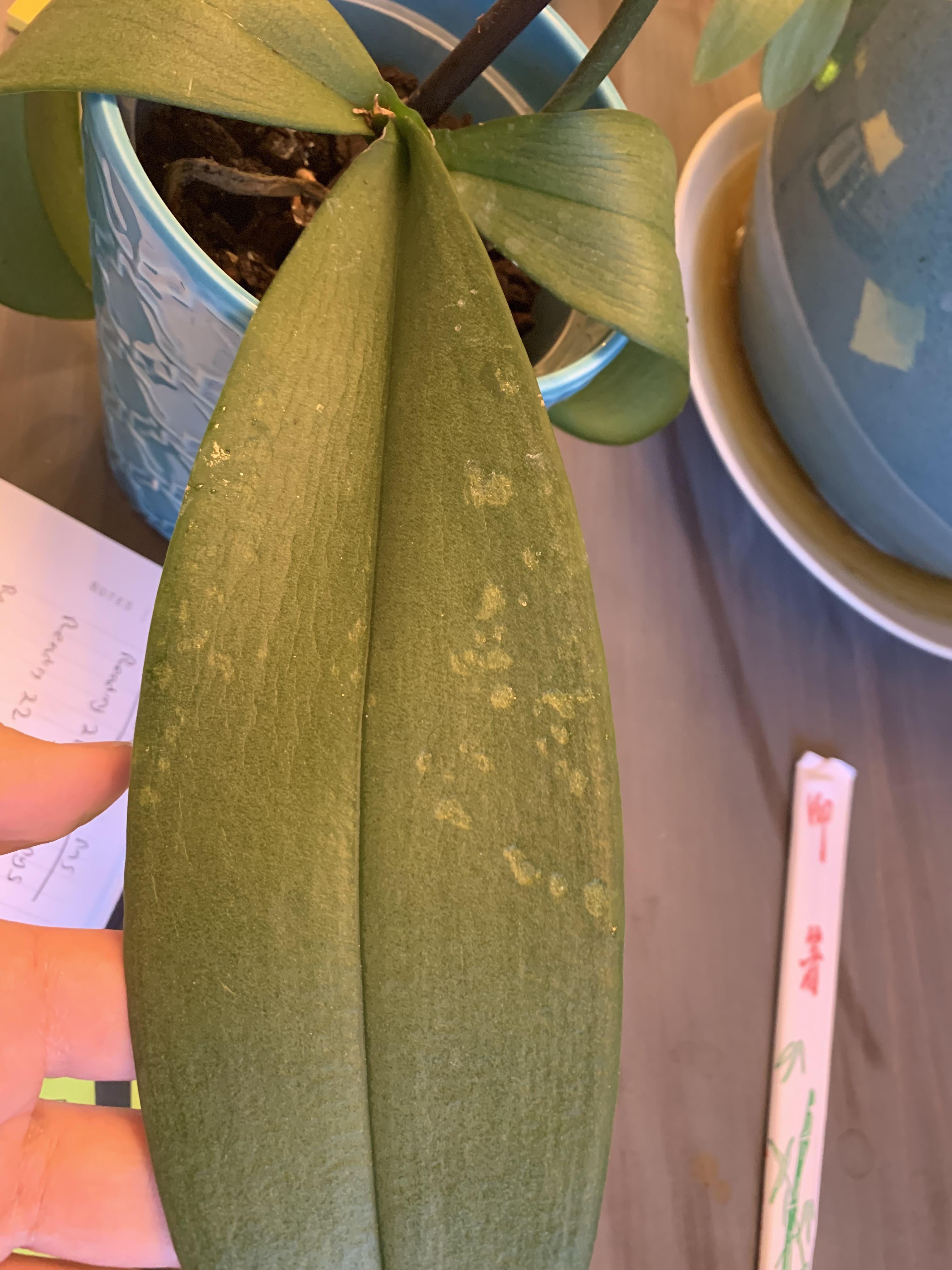 Help! Not sure what’s wrong with my orchid. Leaves are drooping and