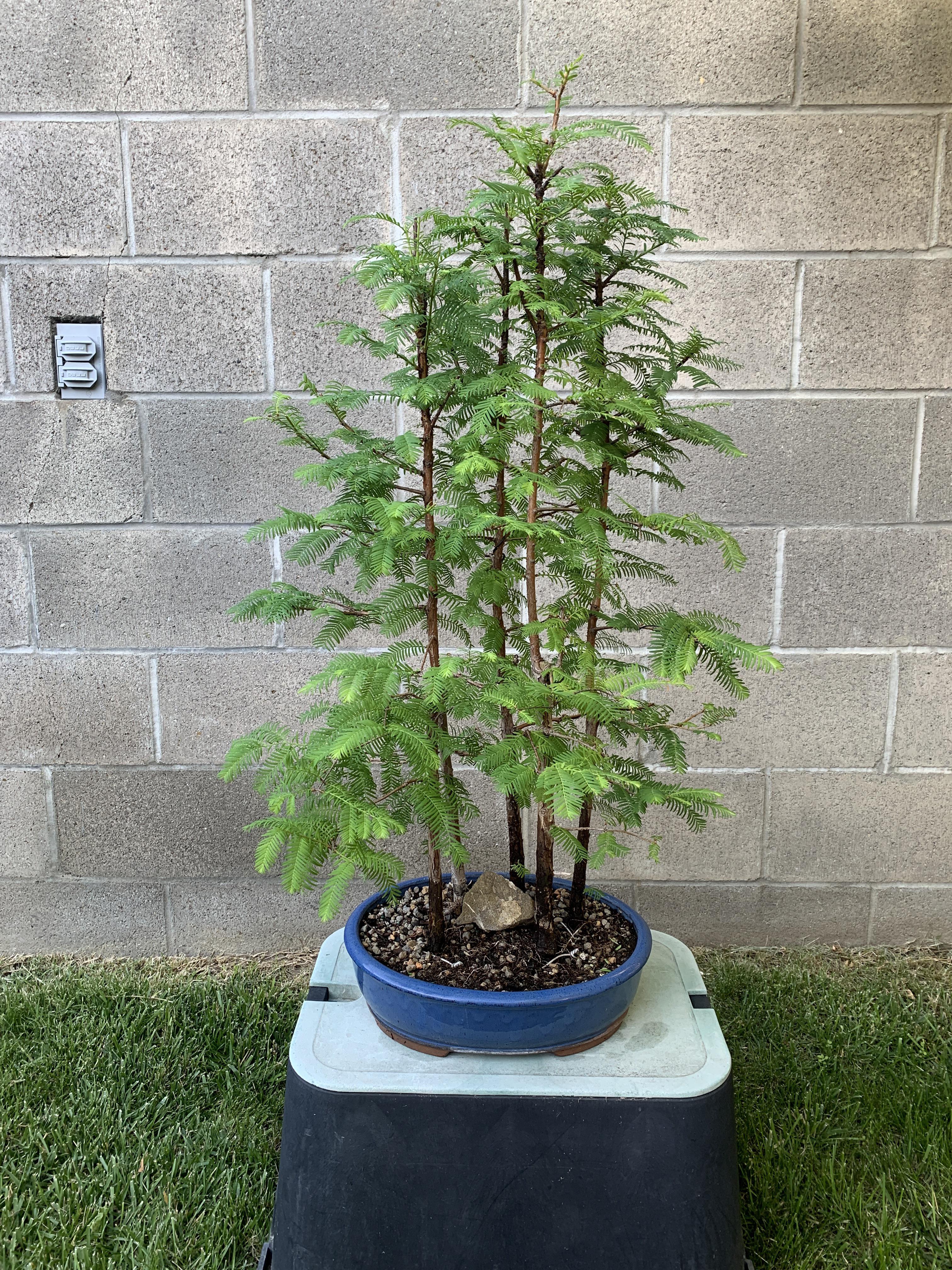 Dawn Redwood Bonsai
