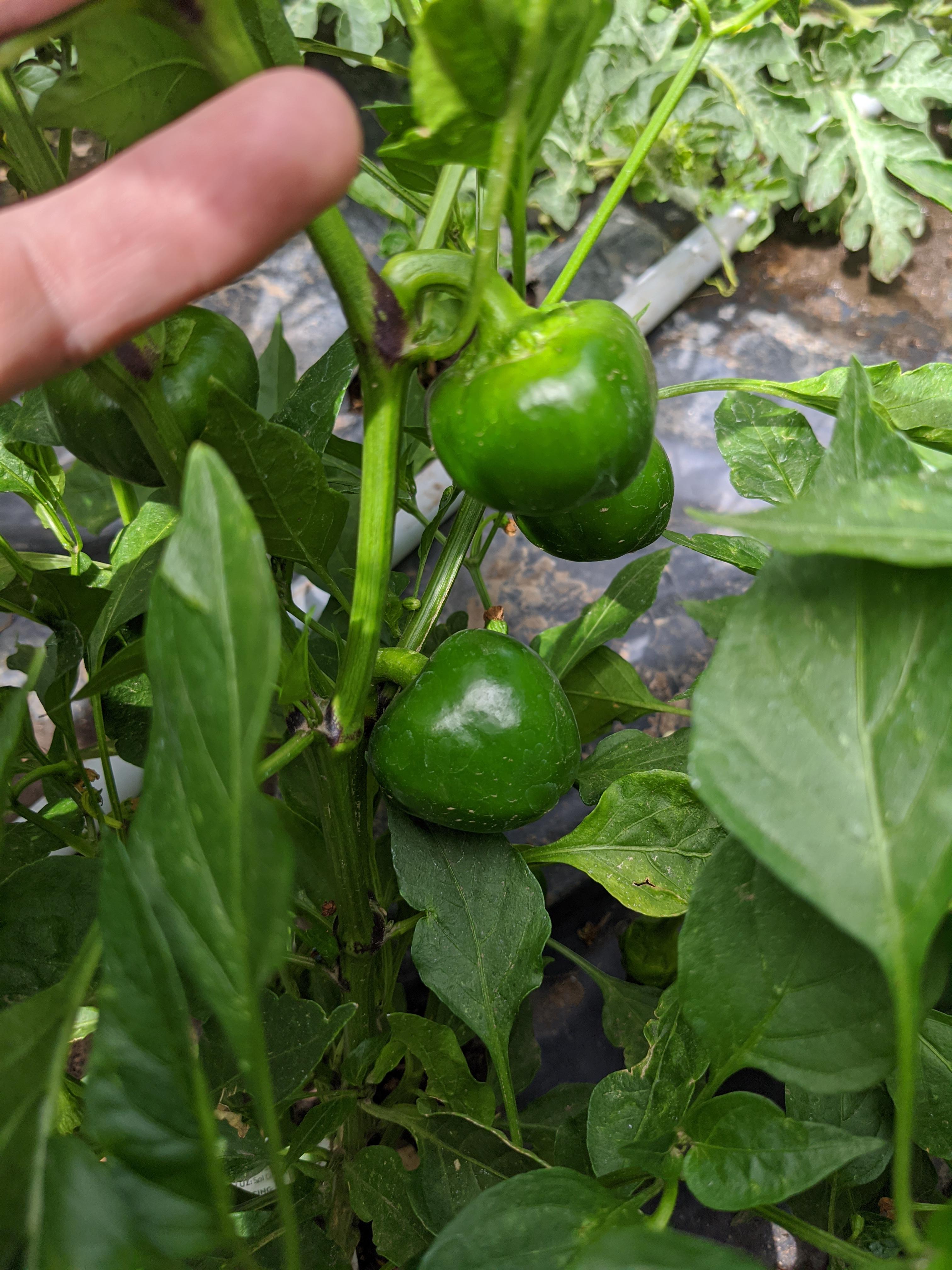I have what's supposed to be an Anaheim pepper plant that