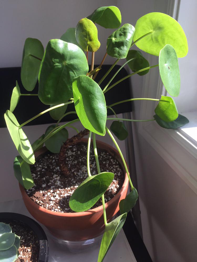 chinese money plant leaves are curling and drooping, what to do? r