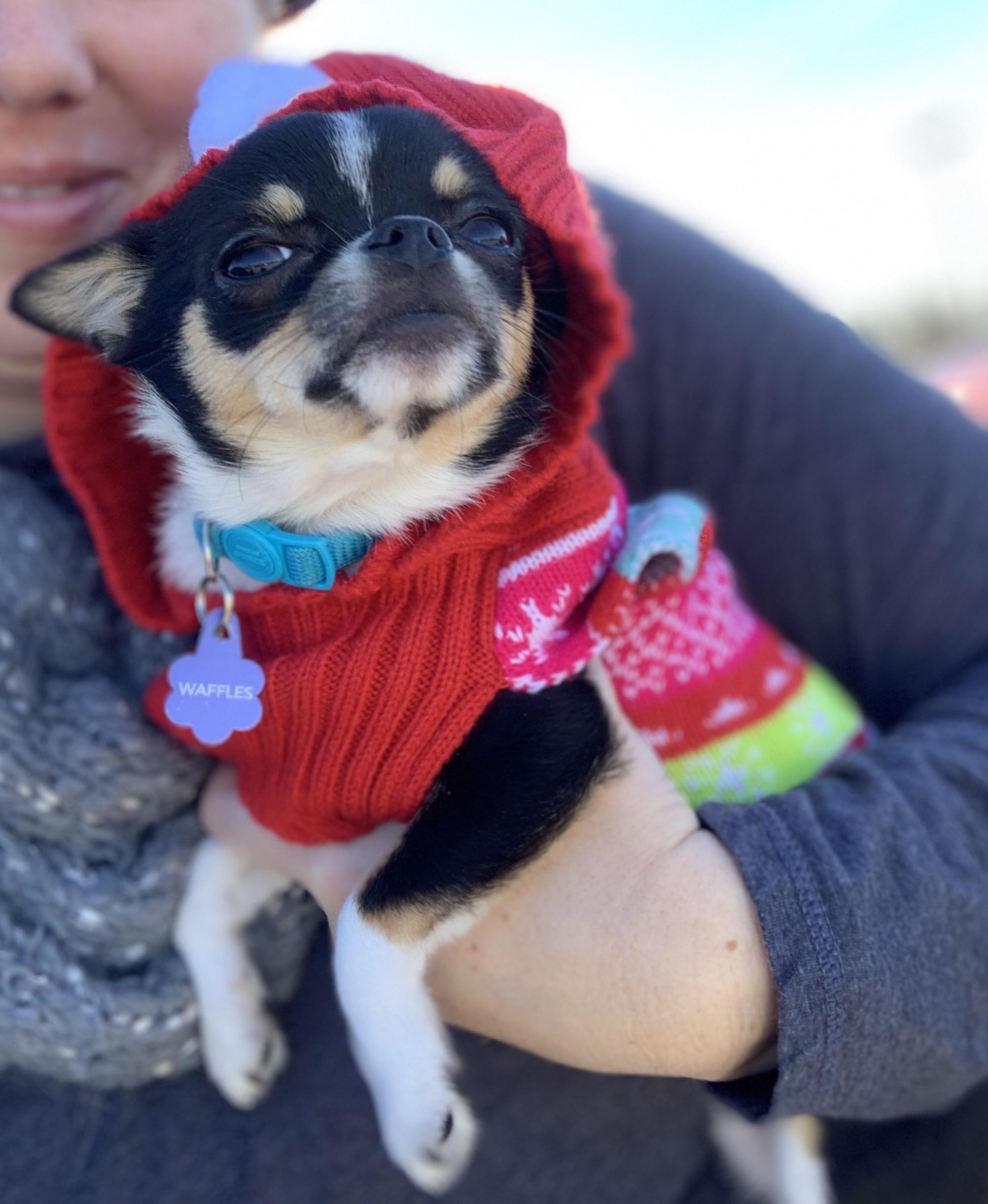 Poot Poot got a Christmas sweater on her way to PetSmart for a new name