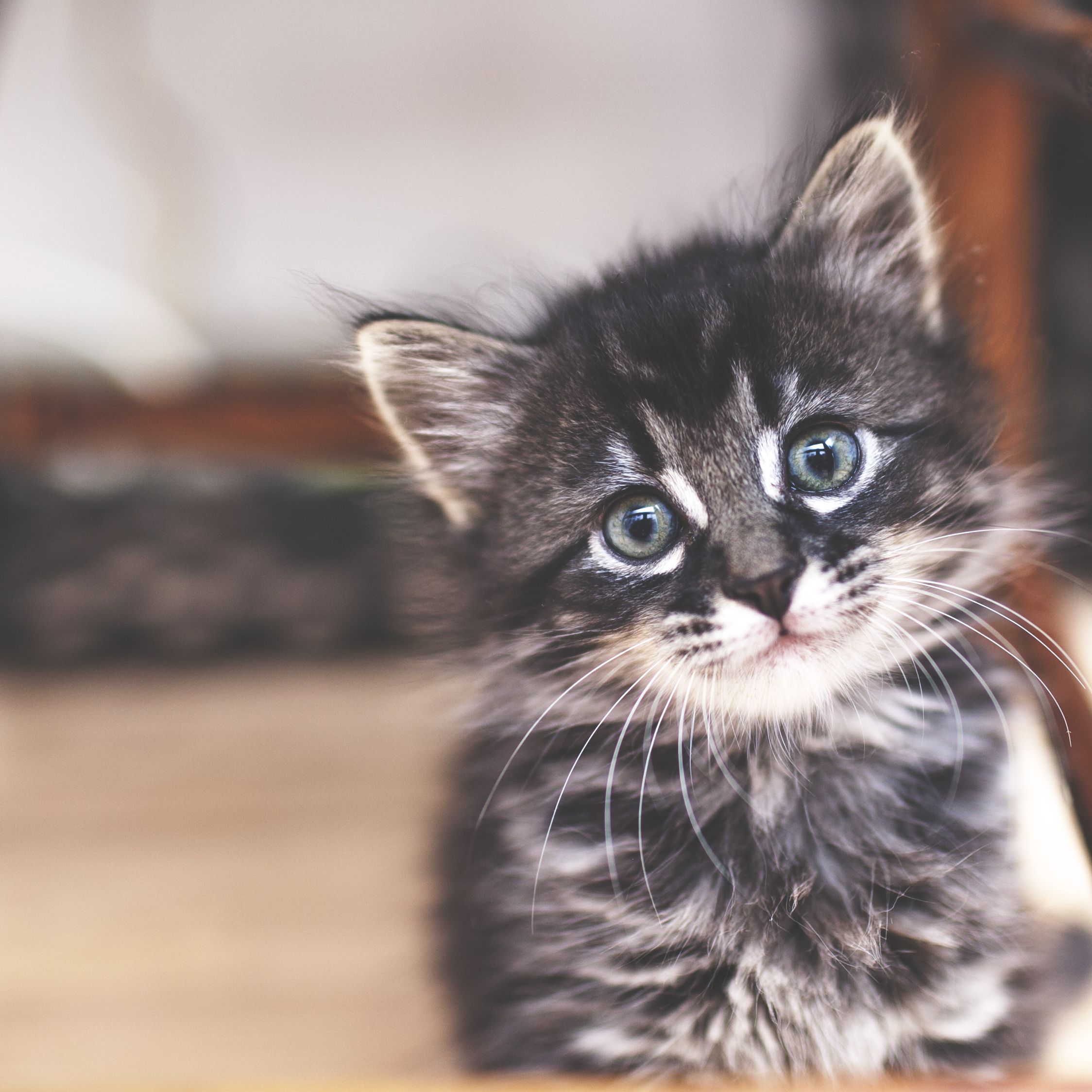 All kittens have blue eyes when they're born (because blue eyes have
