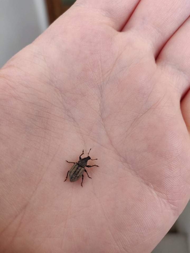 What is this bug? It climbs my outside stairs without any apparent goal