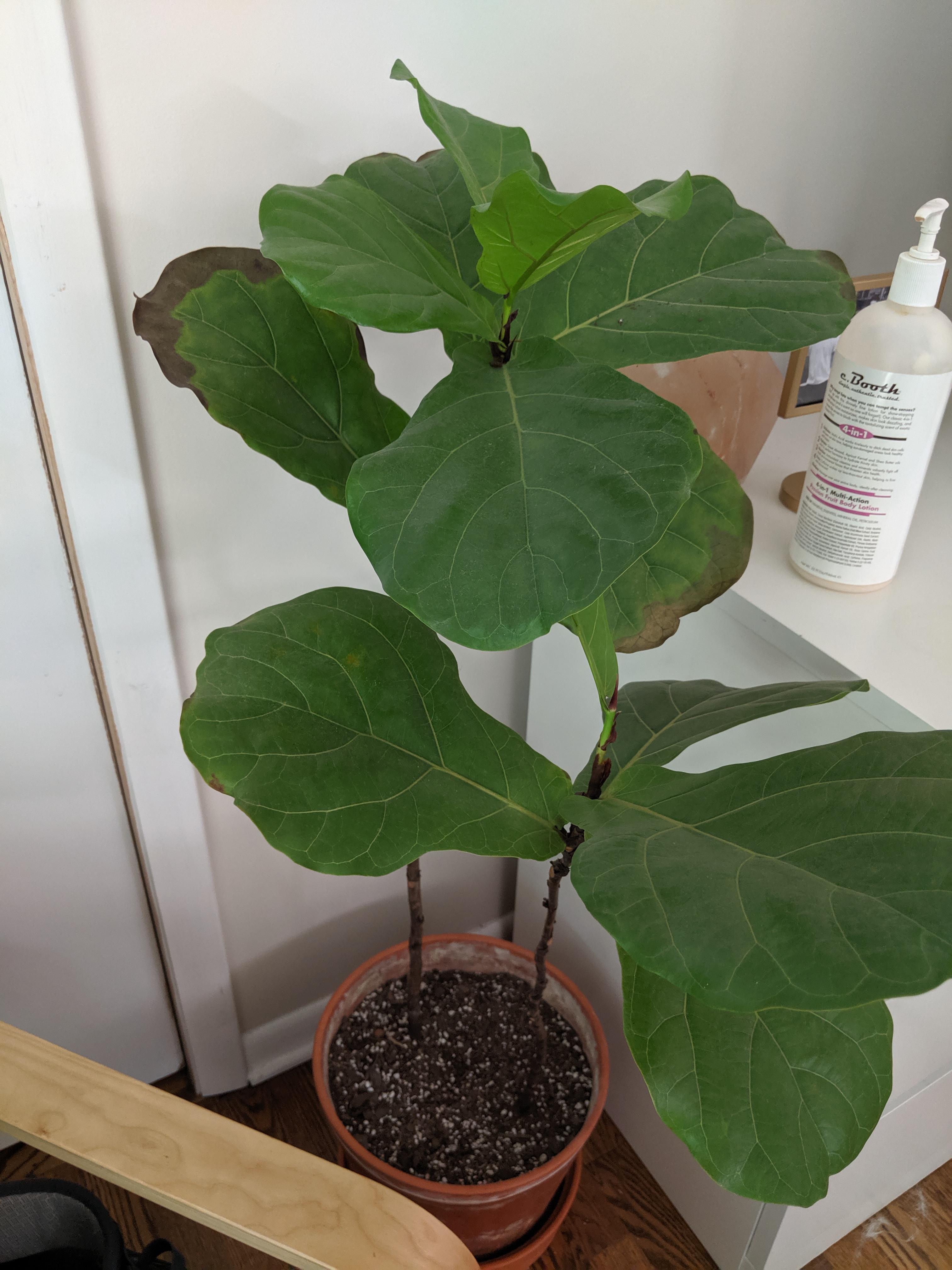 HELP! Fiddle leaf fig. Has new growth, but leaves are browning on edges