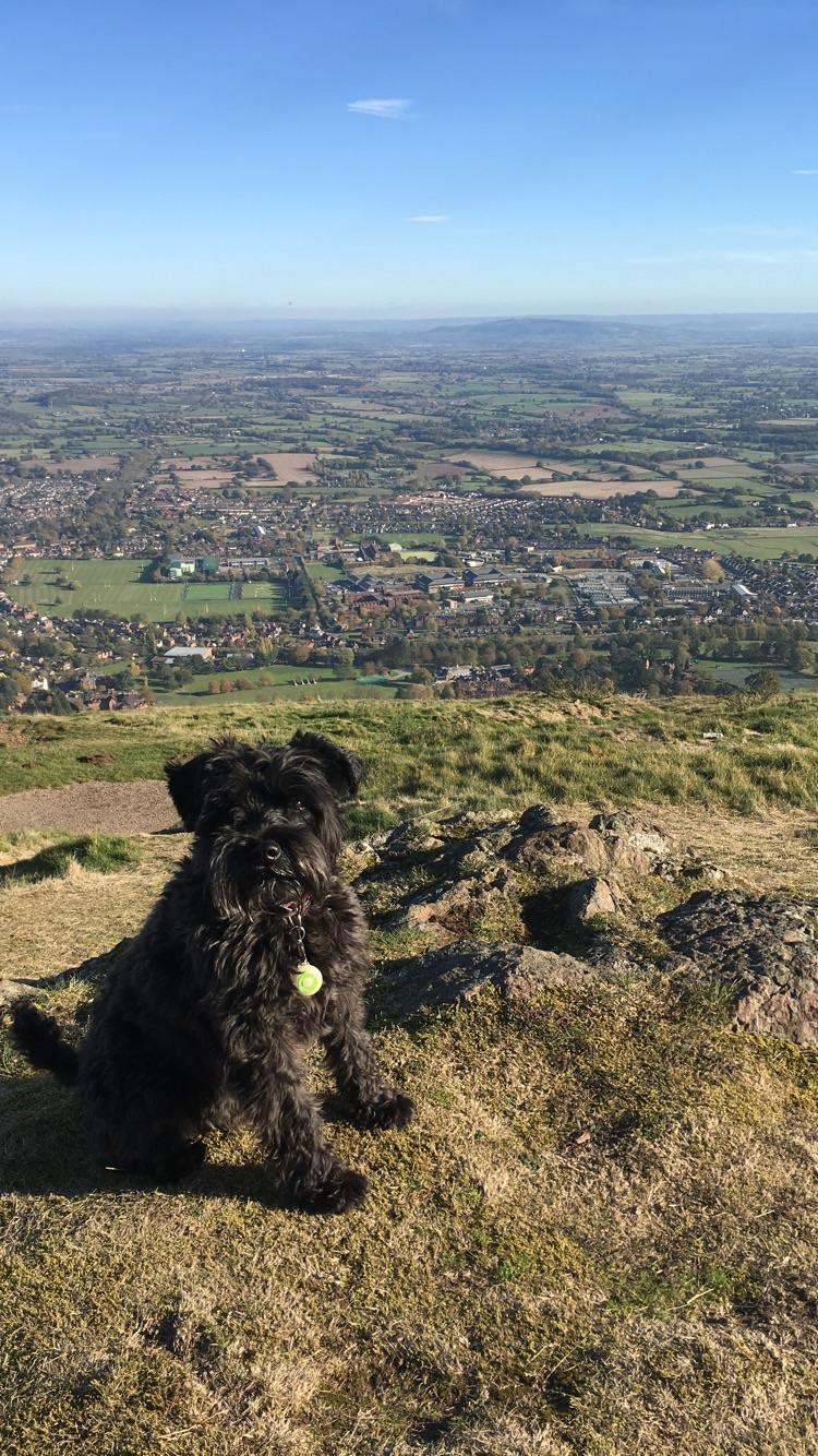 This is literally my first post on Reddit but here’s my dog looking v