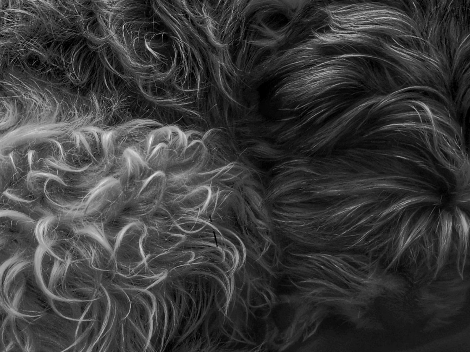 The way the light created abstract textures from my dogs fur. This is the longest he's