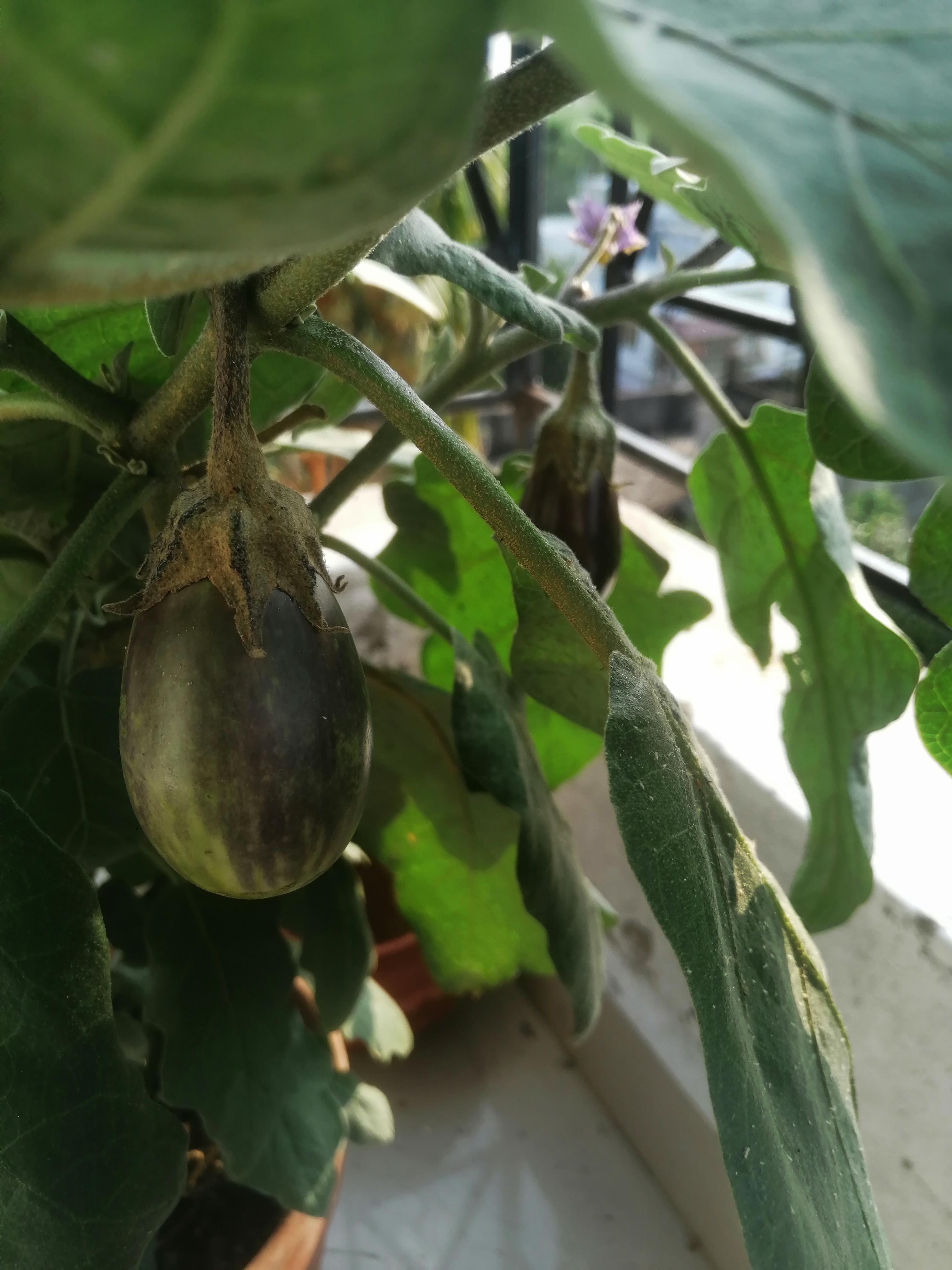 Grew Eggplant on my balcony r/gardening
