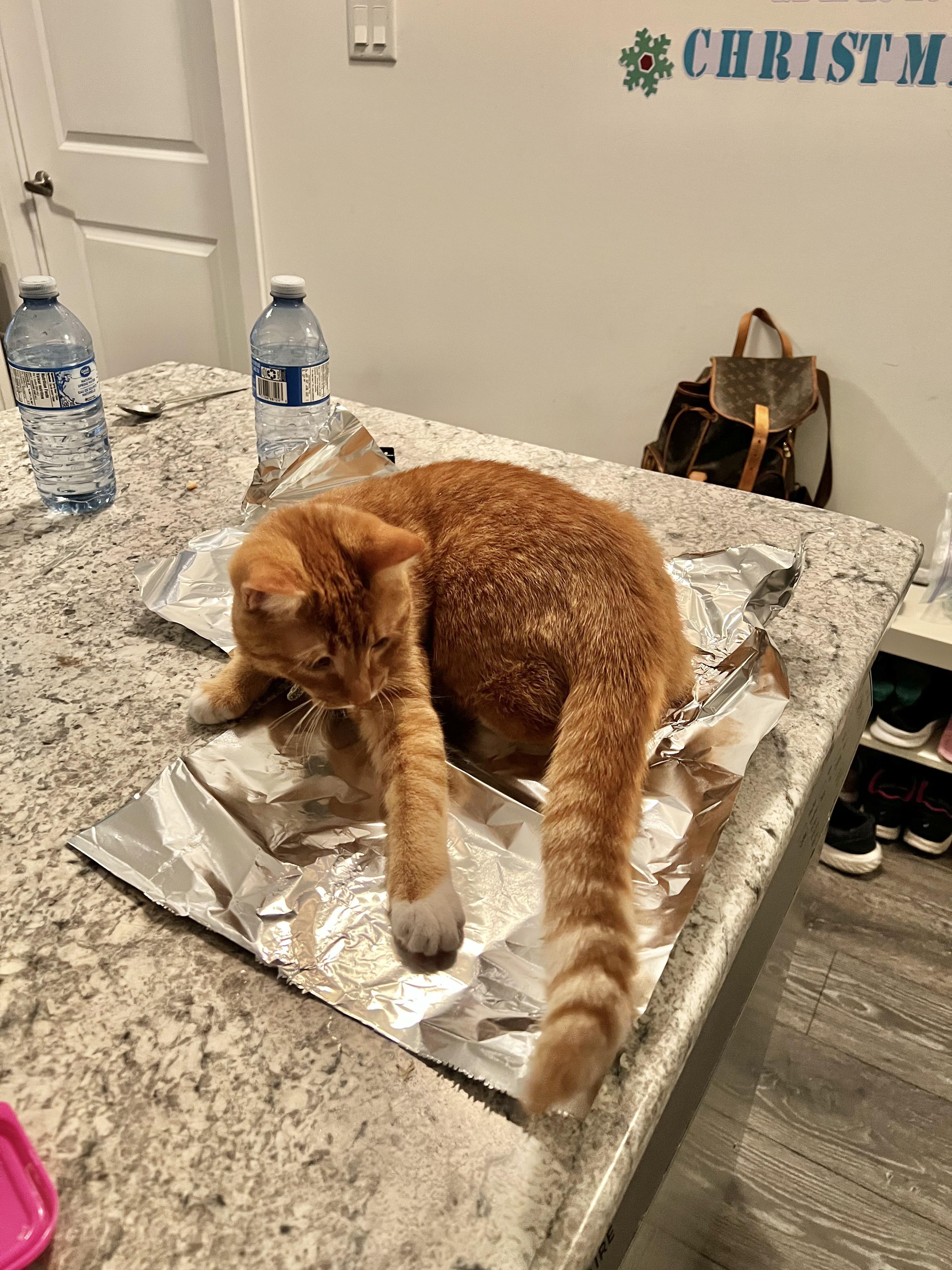 They say aluminum foil keeps cats off counters. My cat decided he