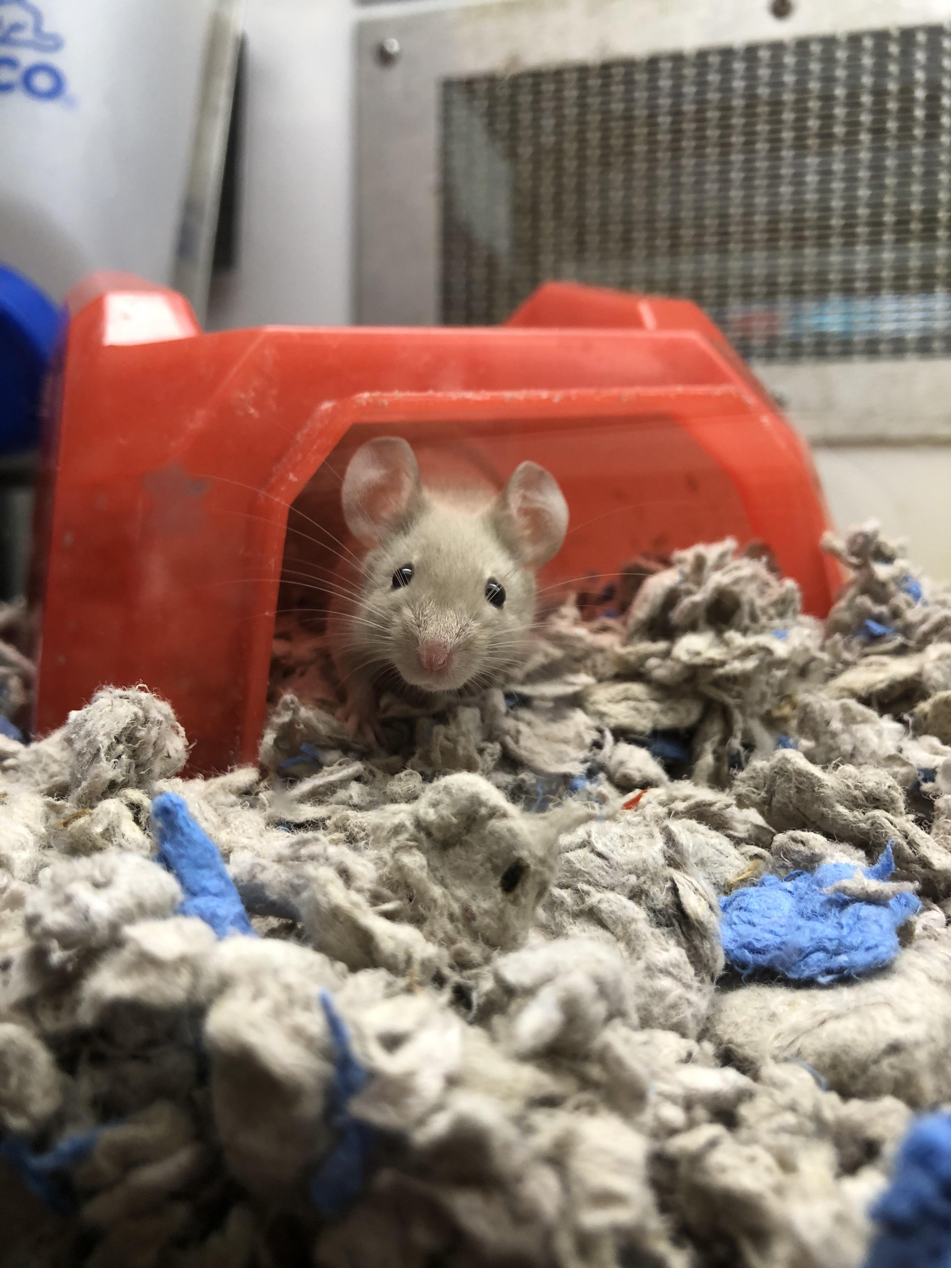Mouse with a large tumor at Petsmart PetMice