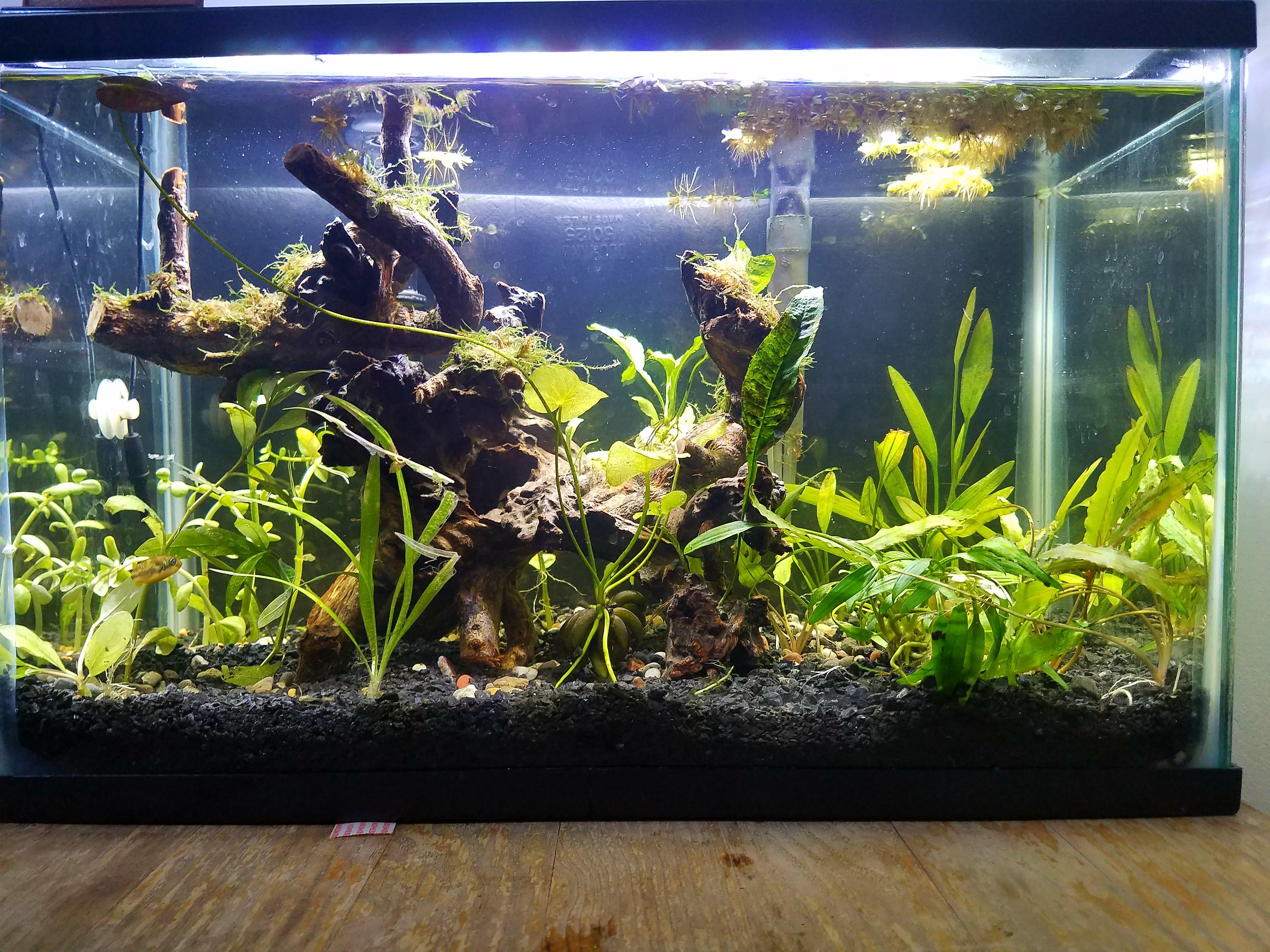 Rescaped the dwarf puffer tank! r/Aquariums