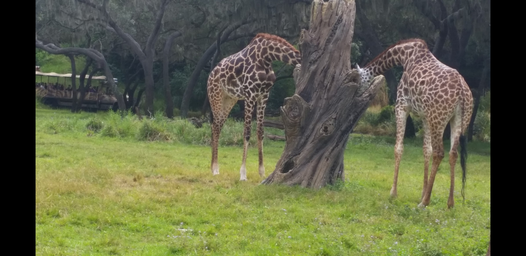 2 "giraffes" charging When they're low on battery they reconnect with