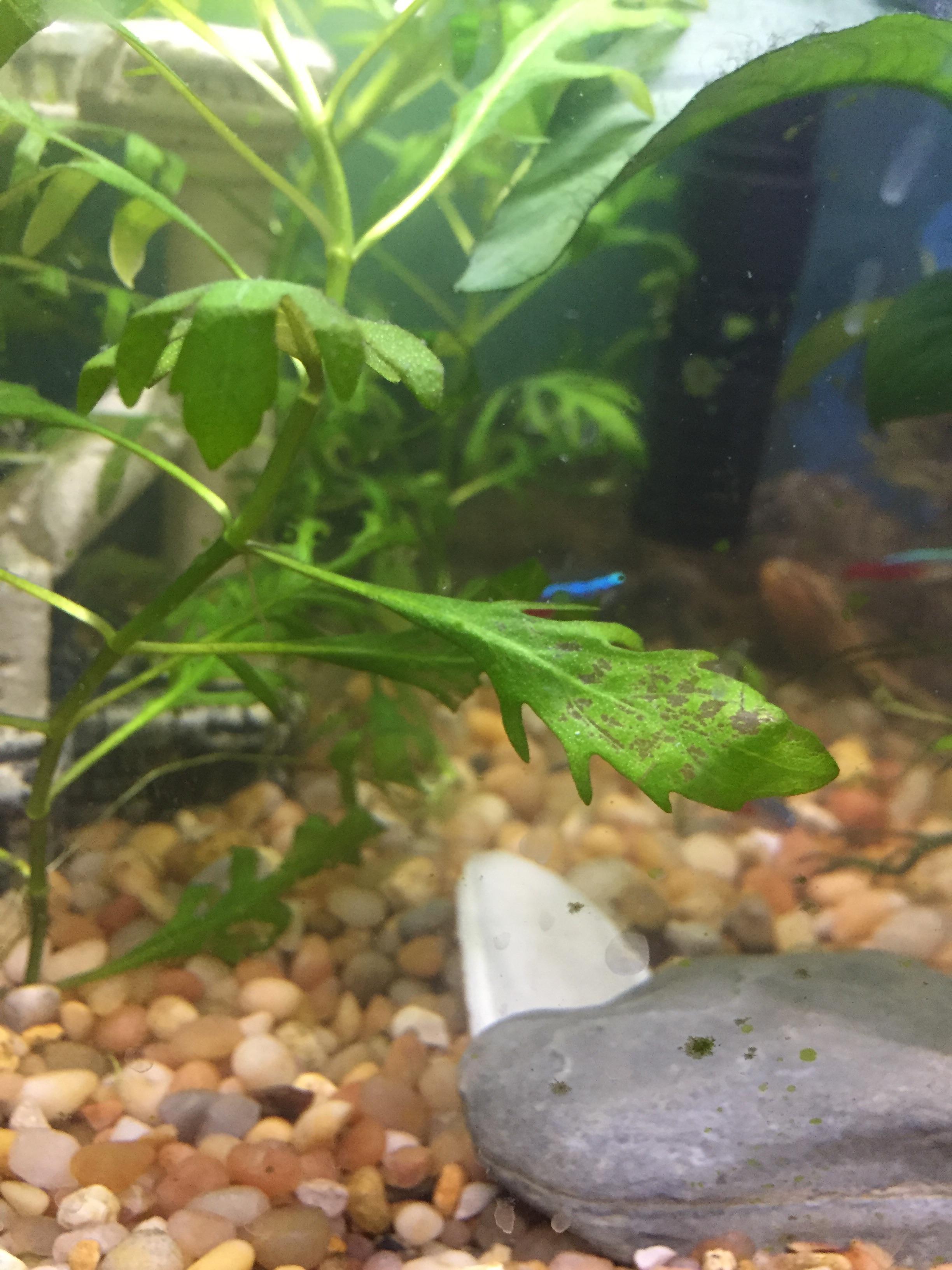 Why do my plants have holes in them?? r/Aquariums