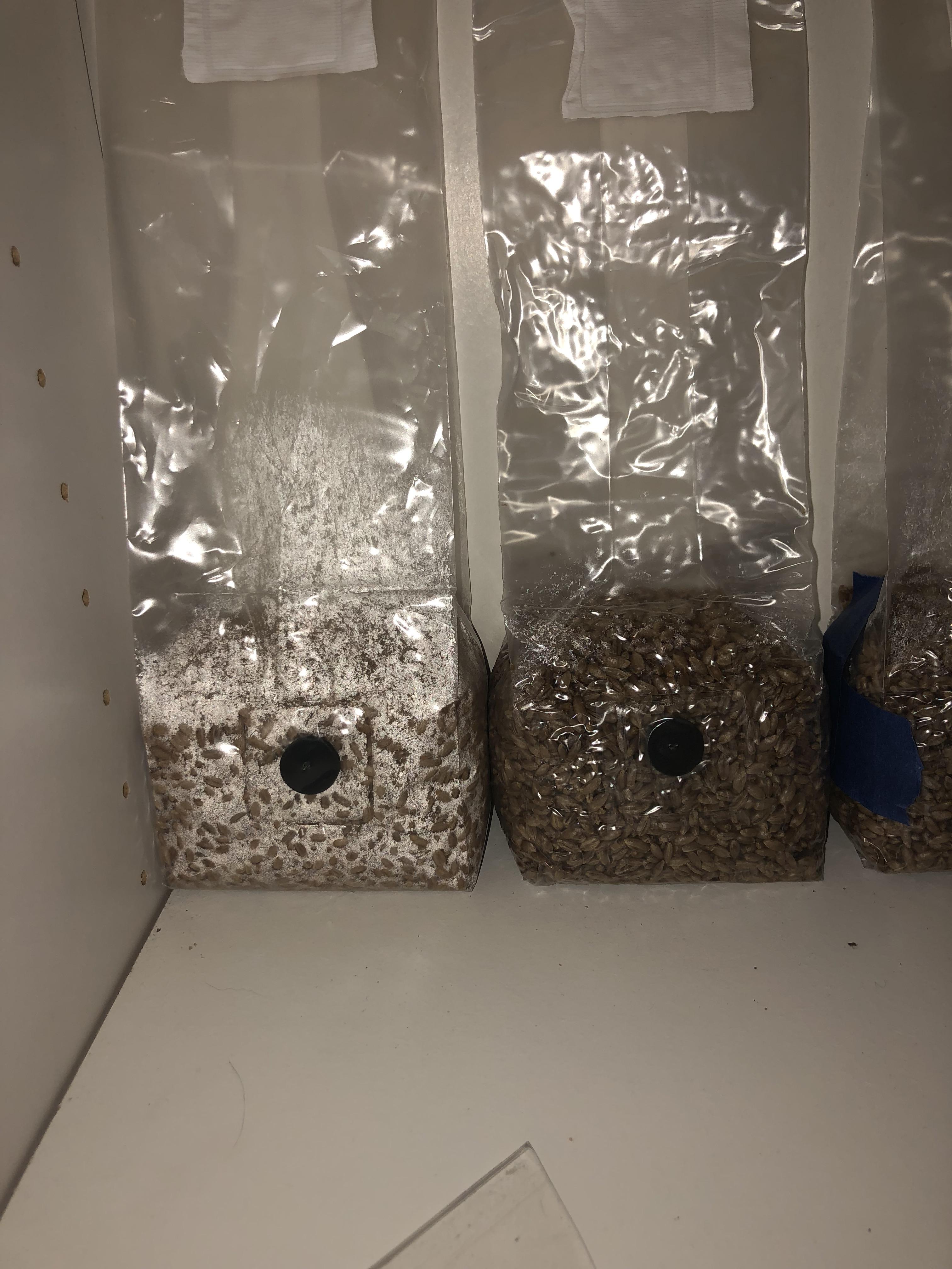 Is there supposed to be so much condensation on this bag? The other 5