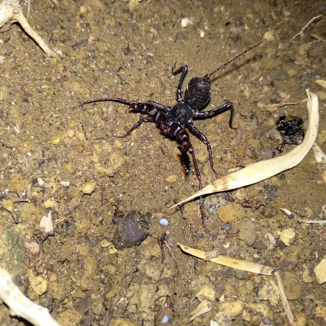 Different Types Of Vinegaroon