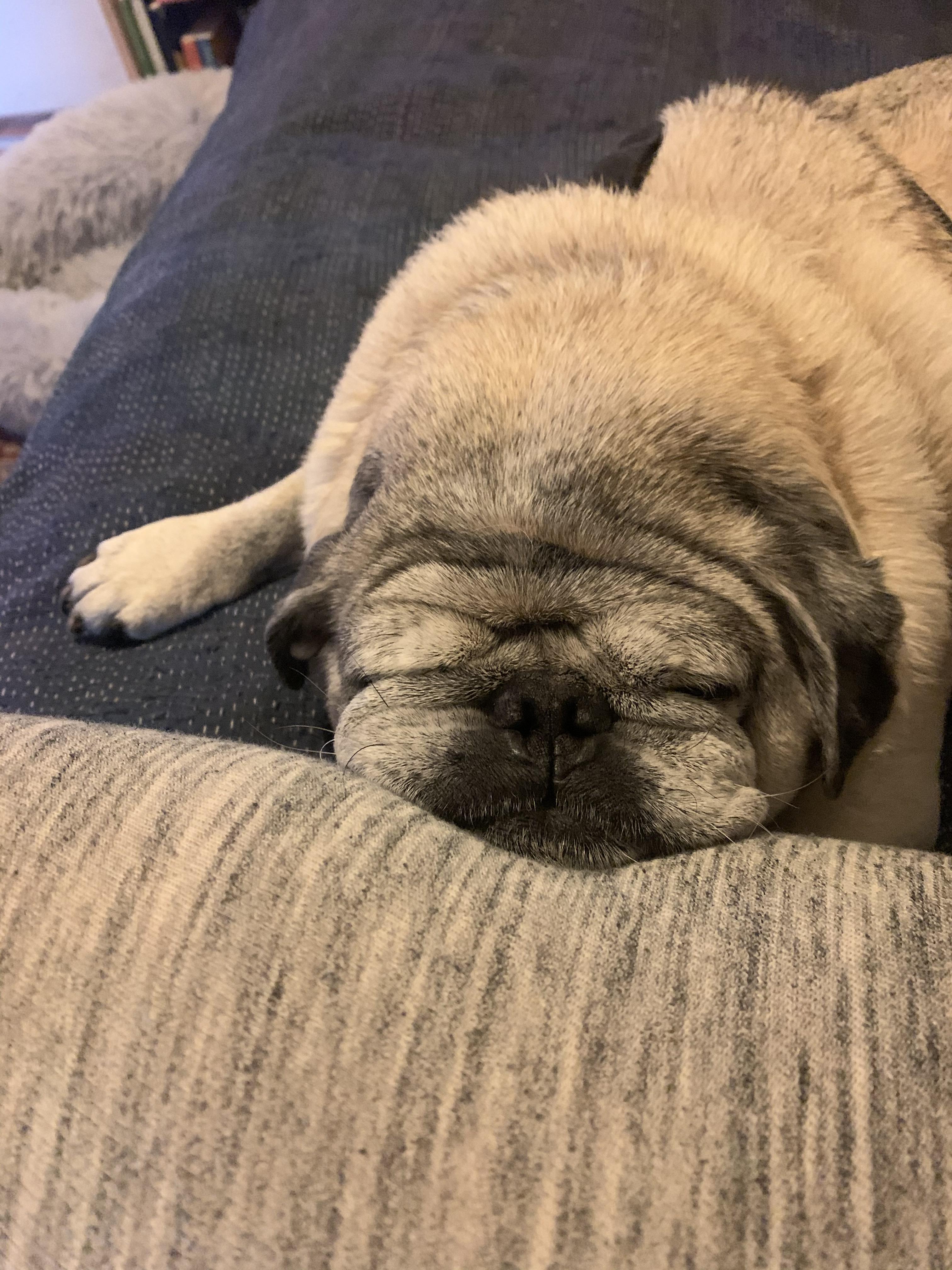 My work from home companion is perfect. r/pugs