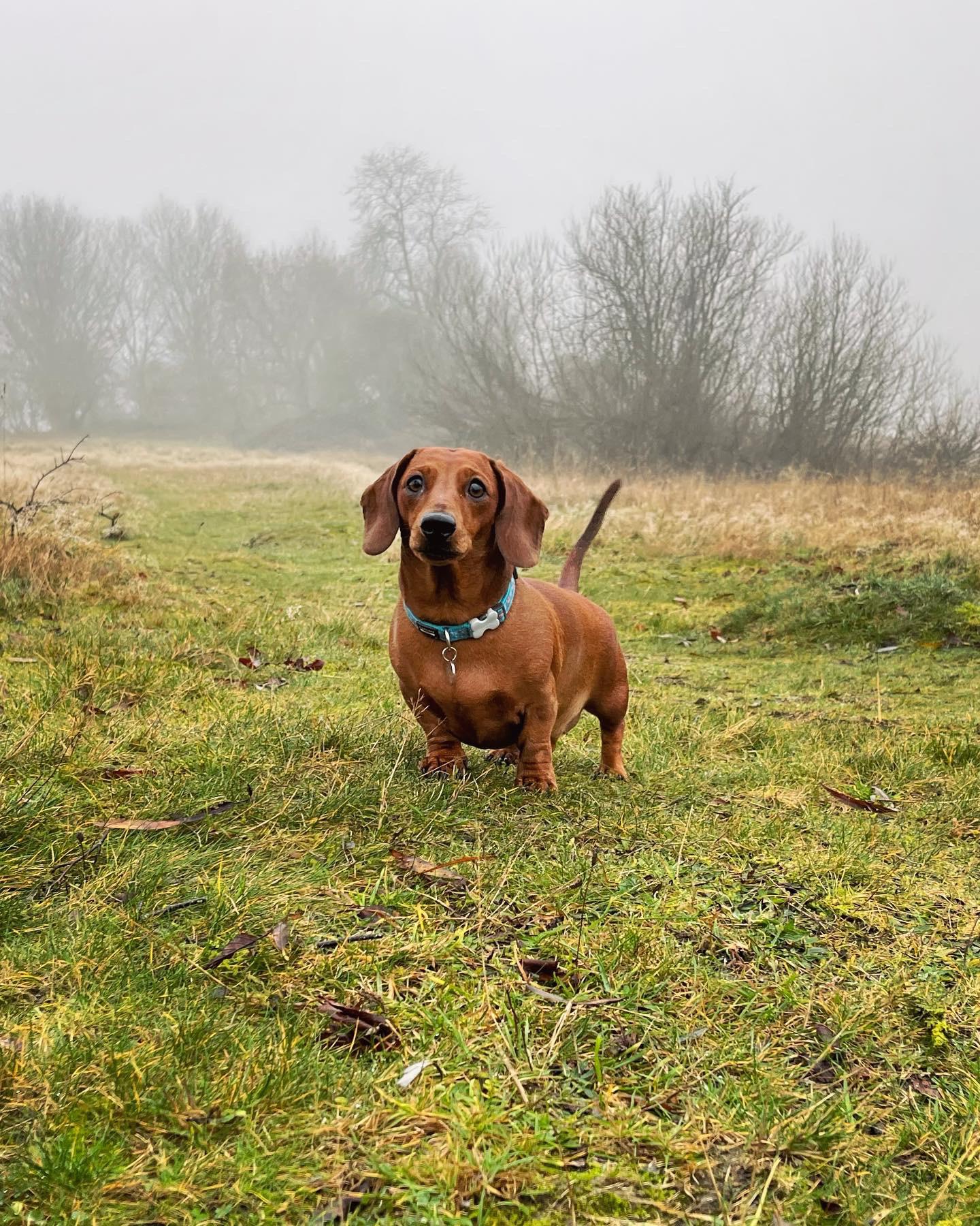A foggy afternoon r/Dachshund
