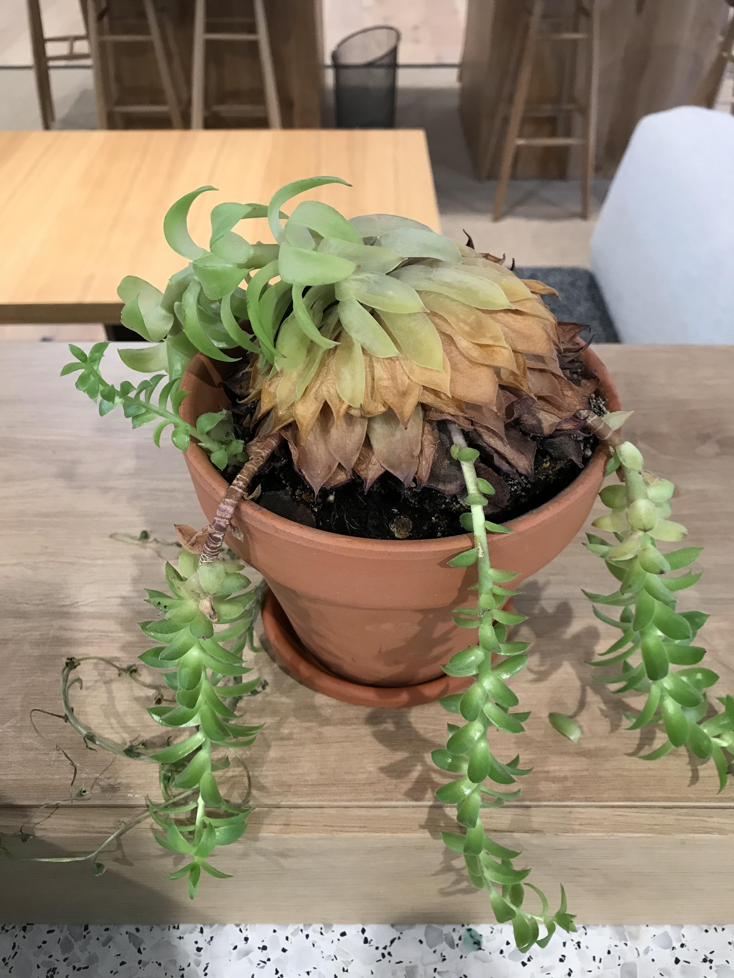 Is this dying? How to save or replant the branch? succulents