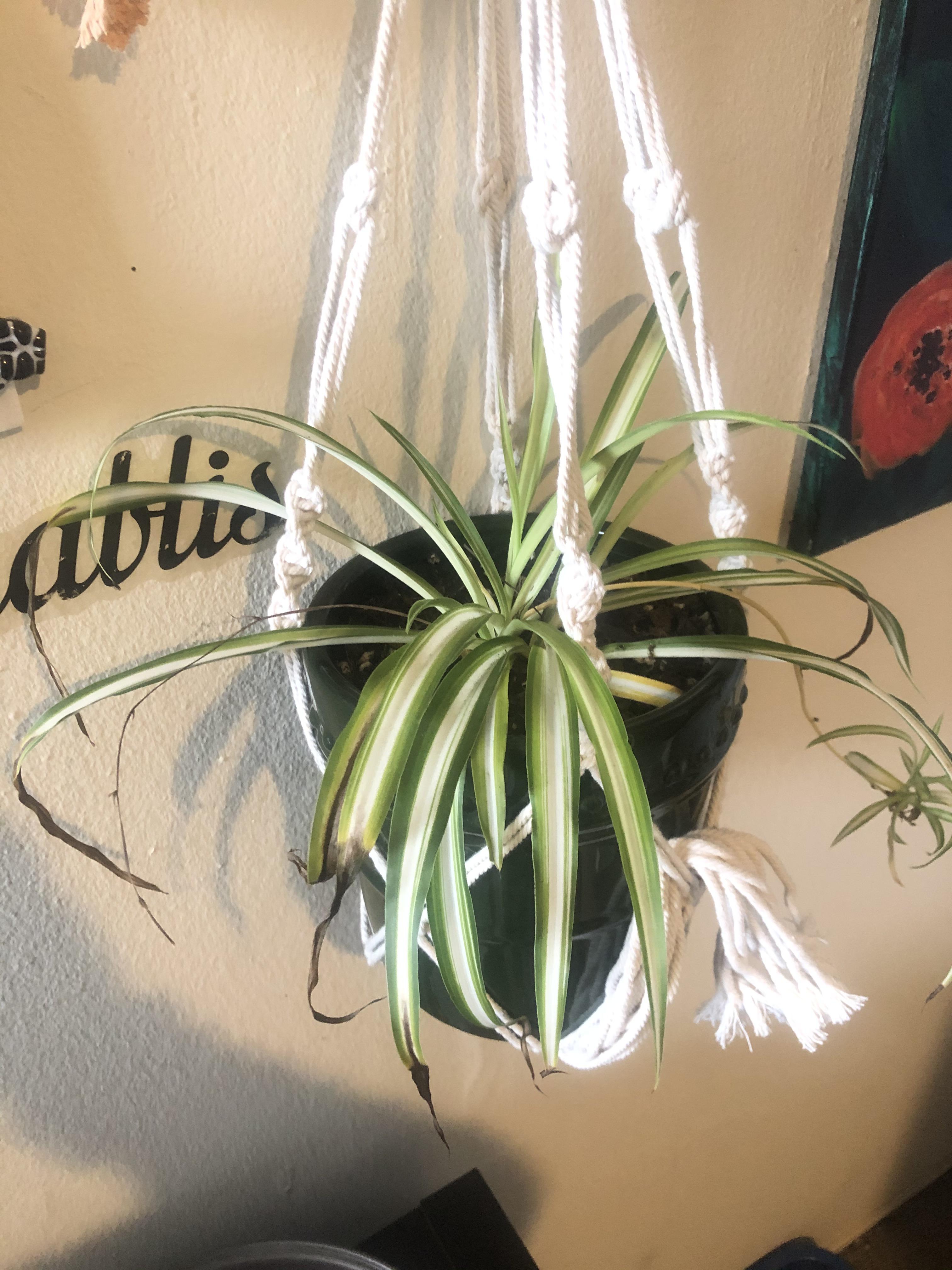 What wrong with my spider plant? Browning tips? Leaves turning yellow